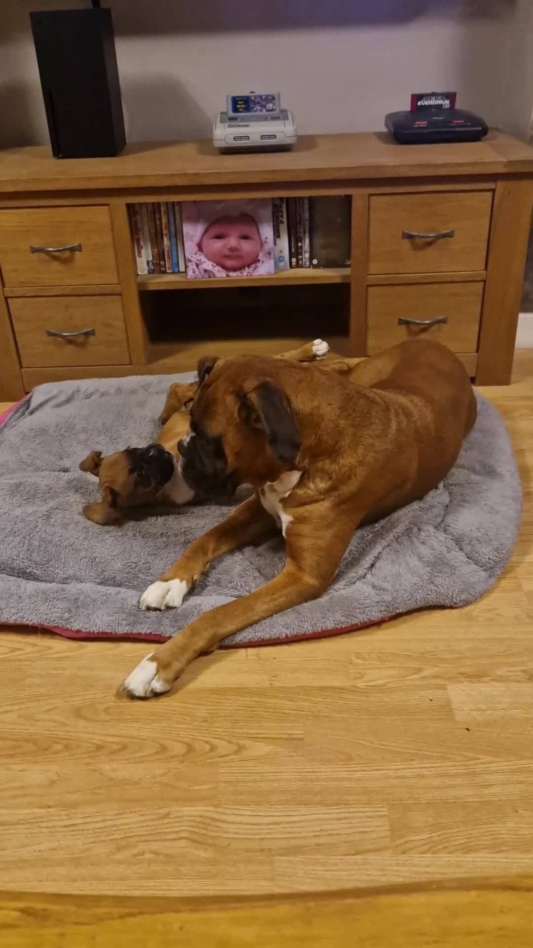 Boxer dogs for sale: FINAL PUP (PINK), READY TO GO KC reg bobtail boxer - Video 1