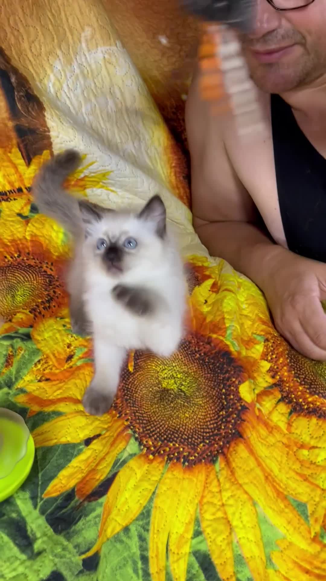 Ragdoll cats for sale: 🐈❤️5 Pure Ragdolls Waiting for Loving Family❗️❤️ - Video 4