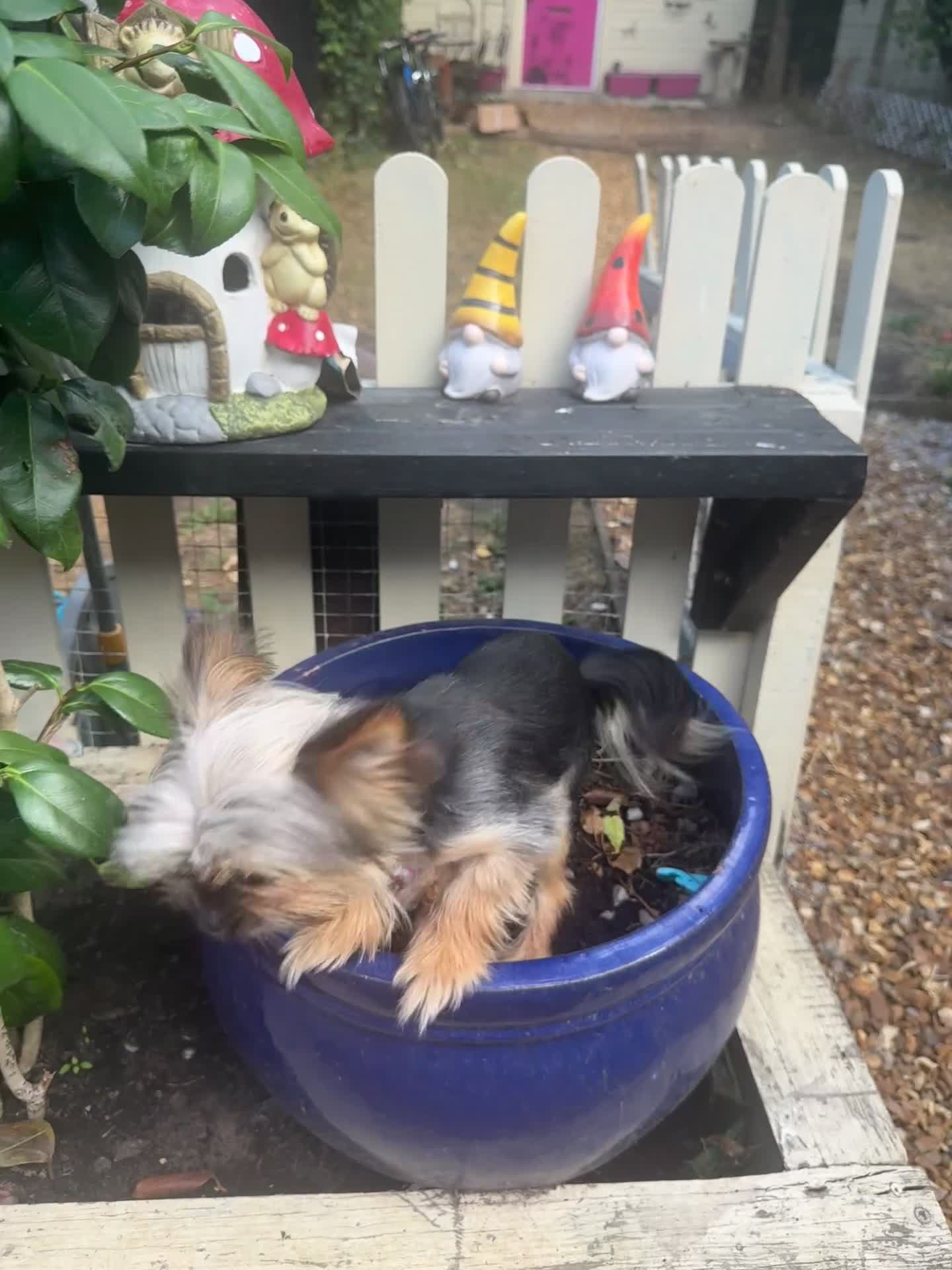 Yorkshire Terrier dogs for sale: Tiny Yorkshire terrier - Video 1