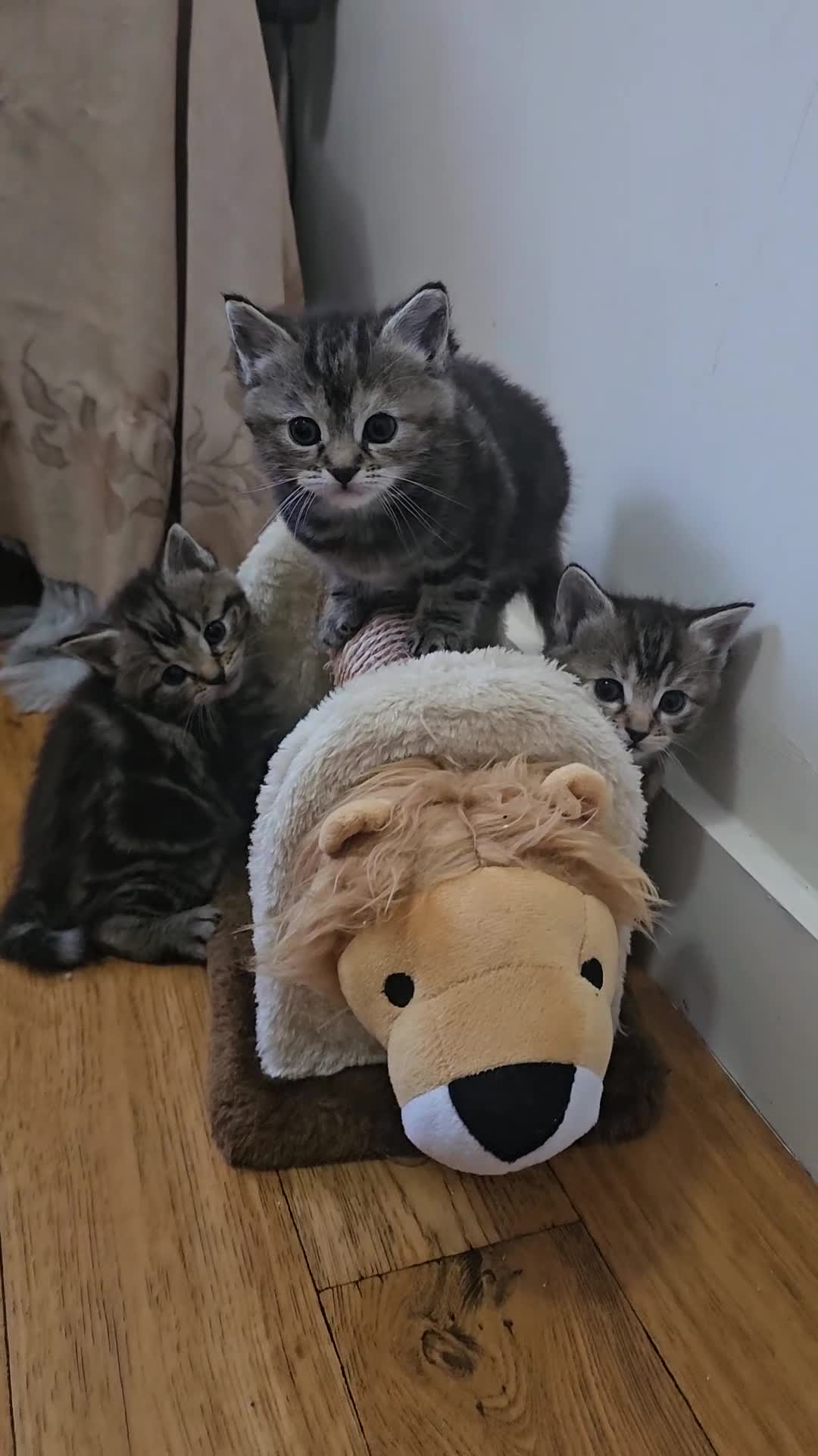 Mixed Breed cats for sale: Long fur kittens related to Ragdoll  - Video 1