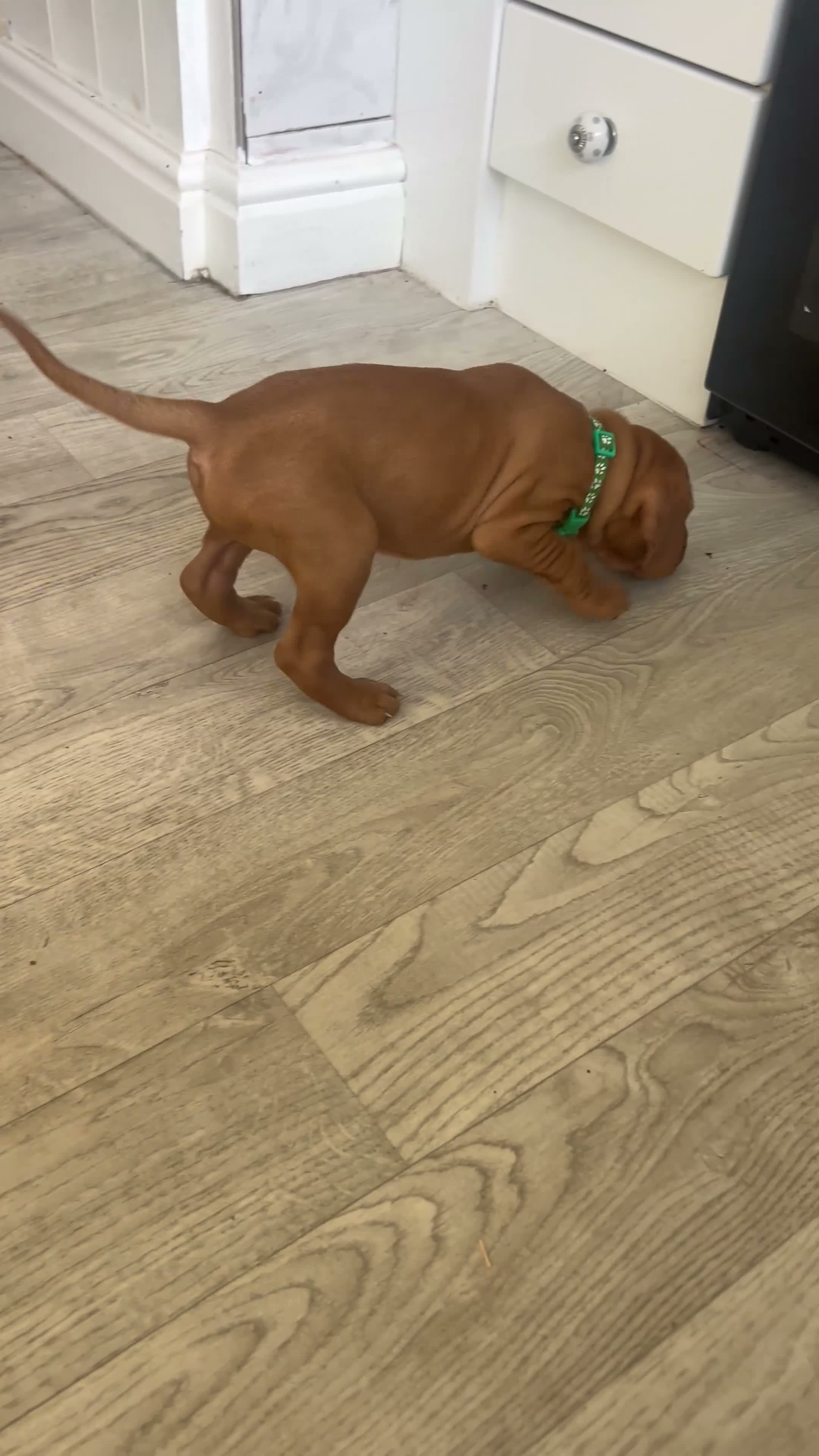 Hungarian Vizsla dogs for sale: 5 handsome hungarian vizsla puppies for sale - Video 3