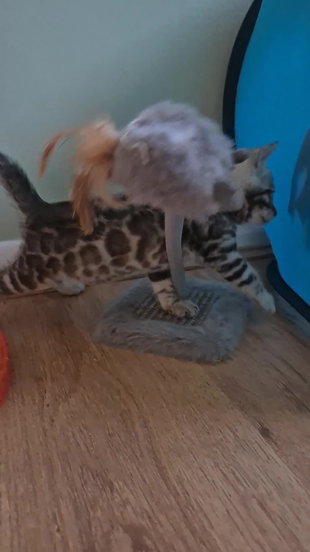 Bengal cats for sale: Champion Bloodline TICA Bengal Kittens in Peterborough - Video 5
