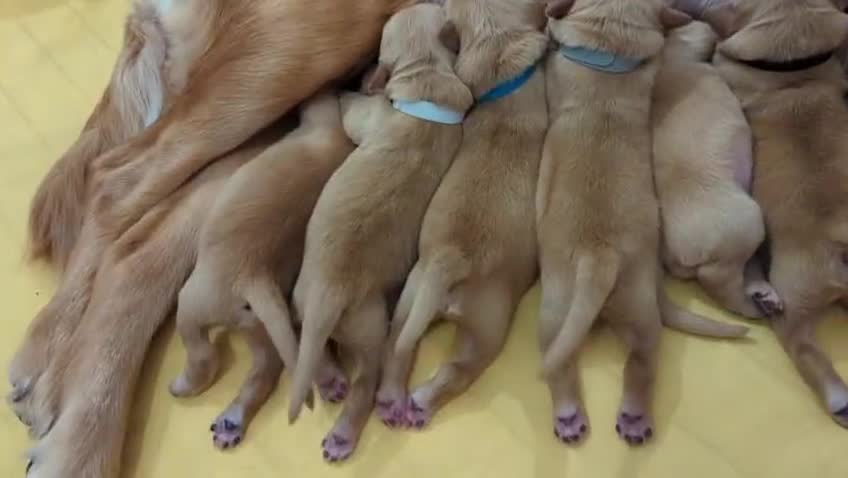 Golden Retriever dogs for sale: Golden retriver puppies (2 girls reserved) - Video 2