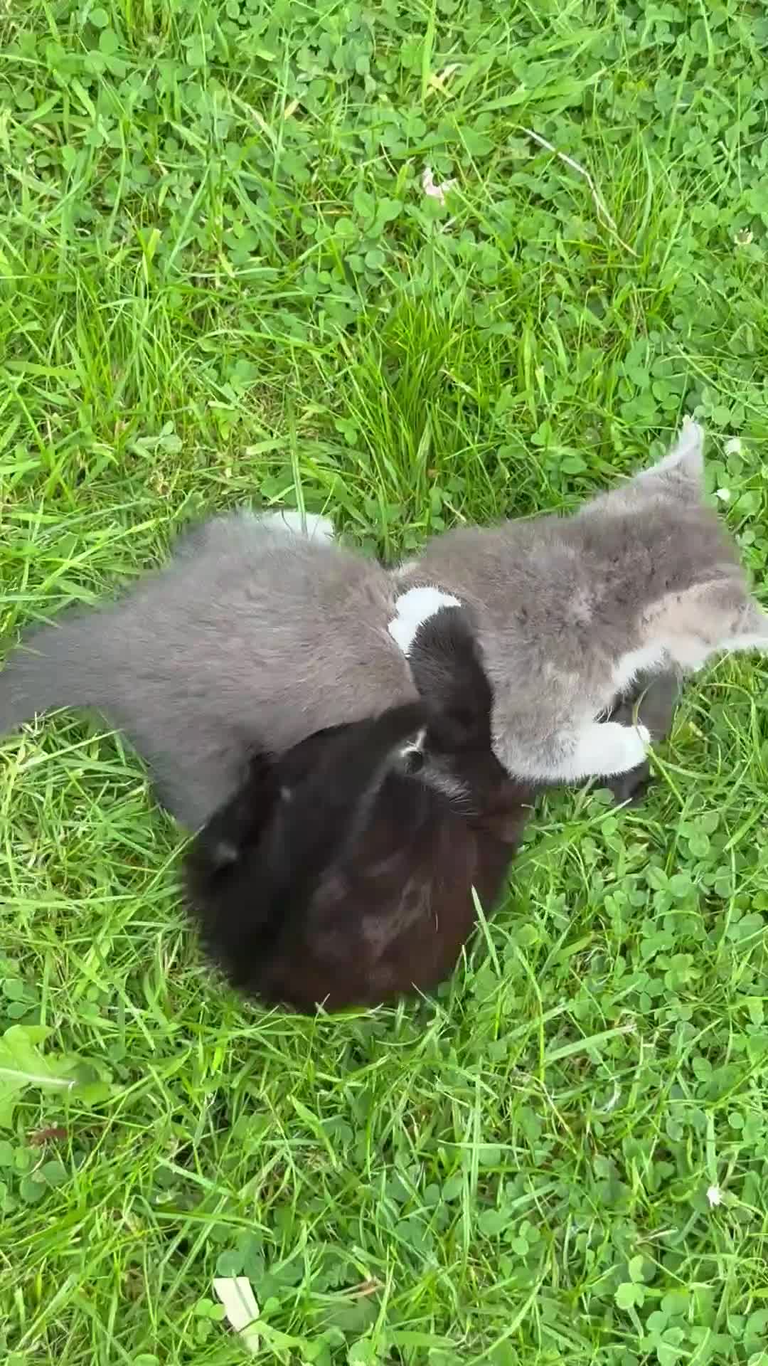 Mixed Breed cats for sale: Tabby  - Video 3