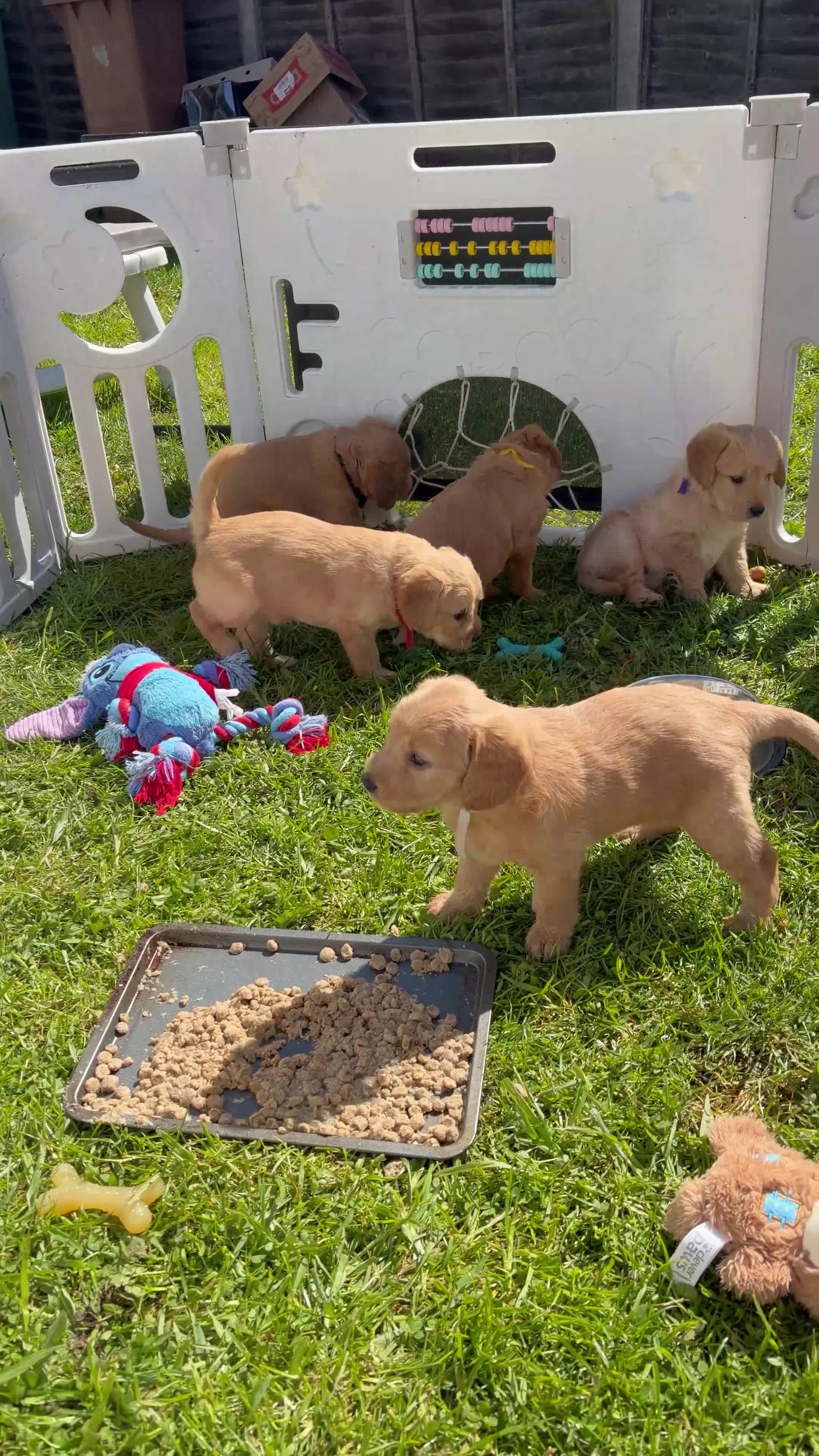 Labradoodle dogs for sale: Red/light apricot Labradoodles for sale  - Video 1