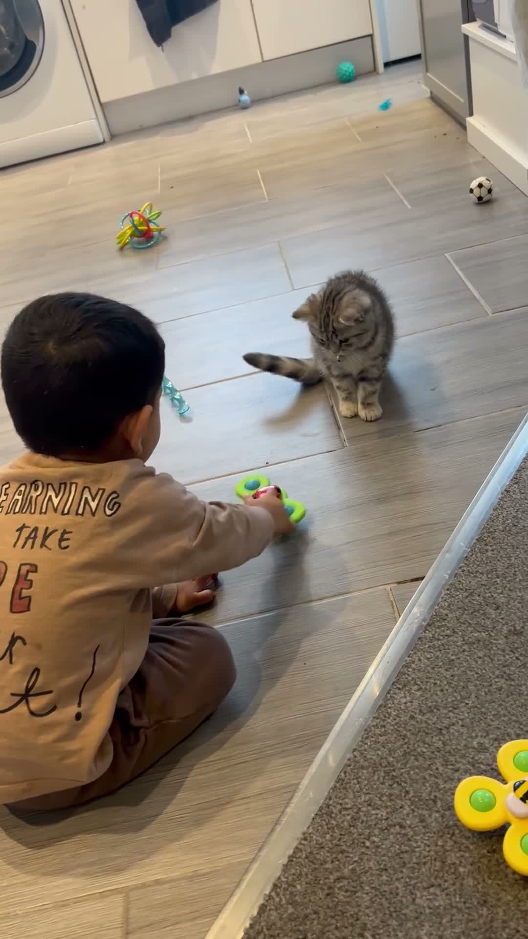 British Shorthair cats for sale: Beautiful Pure Bred Silver BSH  - Video 3