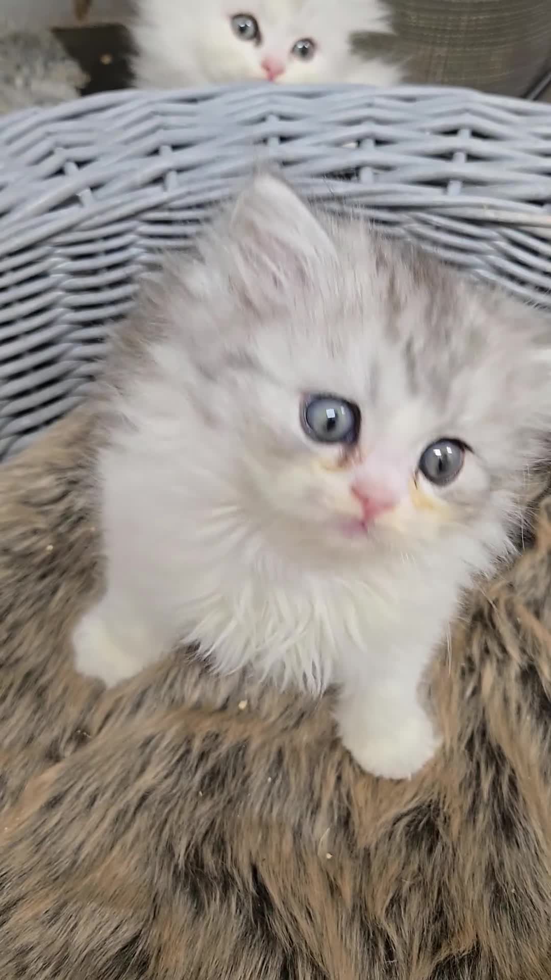 Persian cats for sale: A boy left 💙 - Video 1