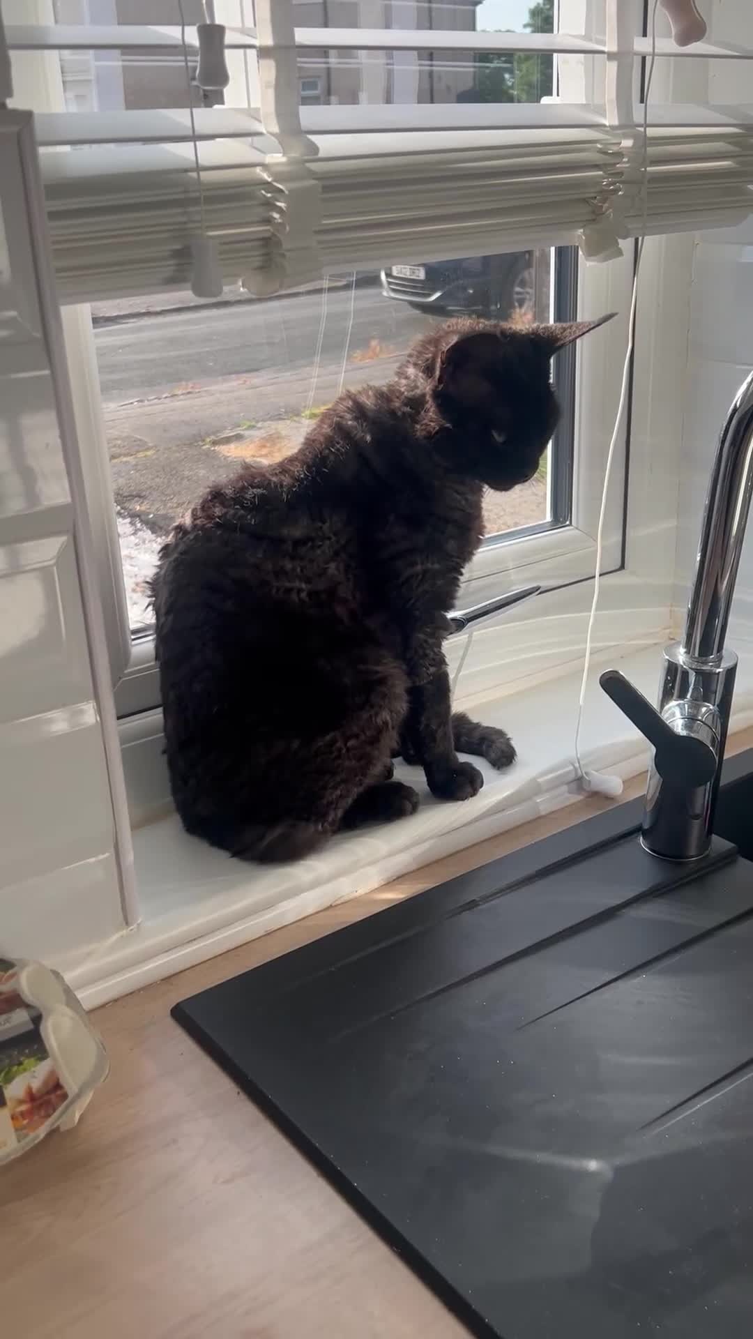 Devon Rex cats for sale: Devon Rex black smoke male 5 years  - Video 5