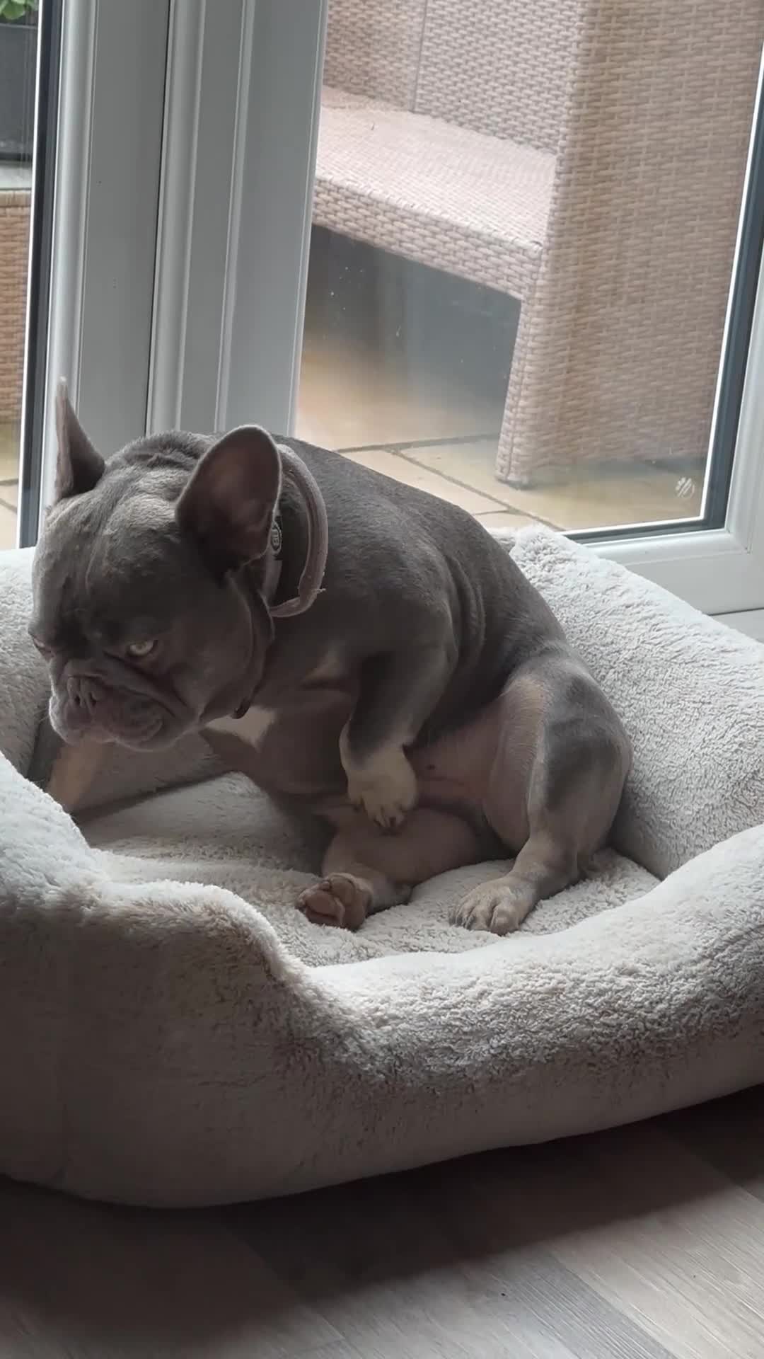 French Bulldog dogs for sale: French bulldog 4 years  - Video 1