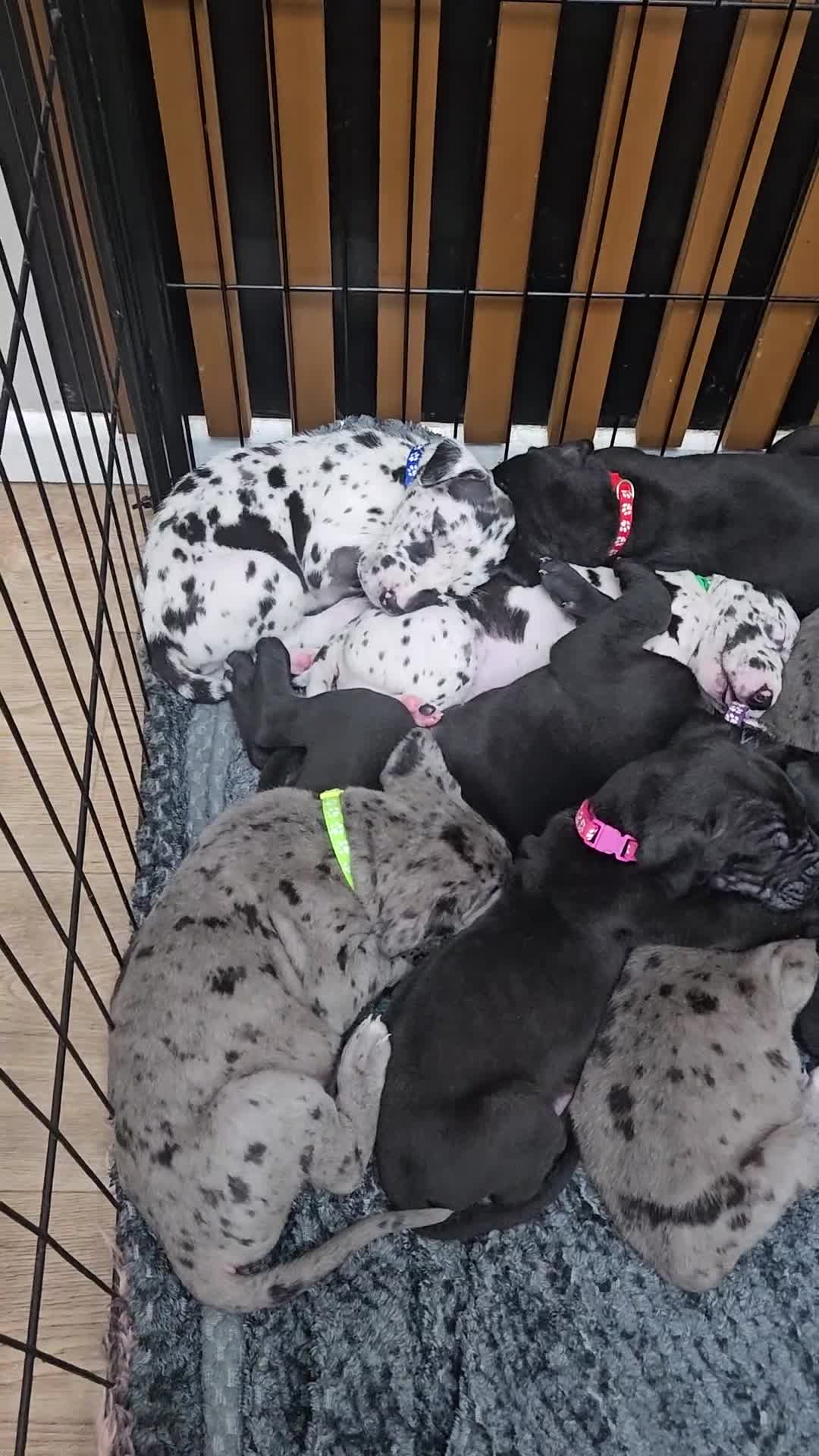 Great Dane dogs for sale: Great dane puppies  - Video 3