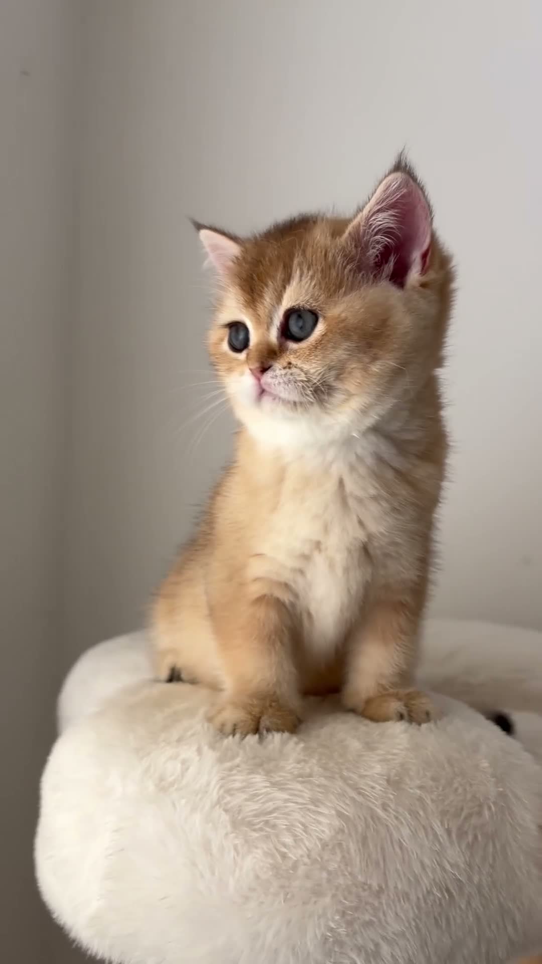 British Shorthair cats for sale: Beautiful Golden Chinchilla BSH Ny12 & Ny25 Girl - Video 1