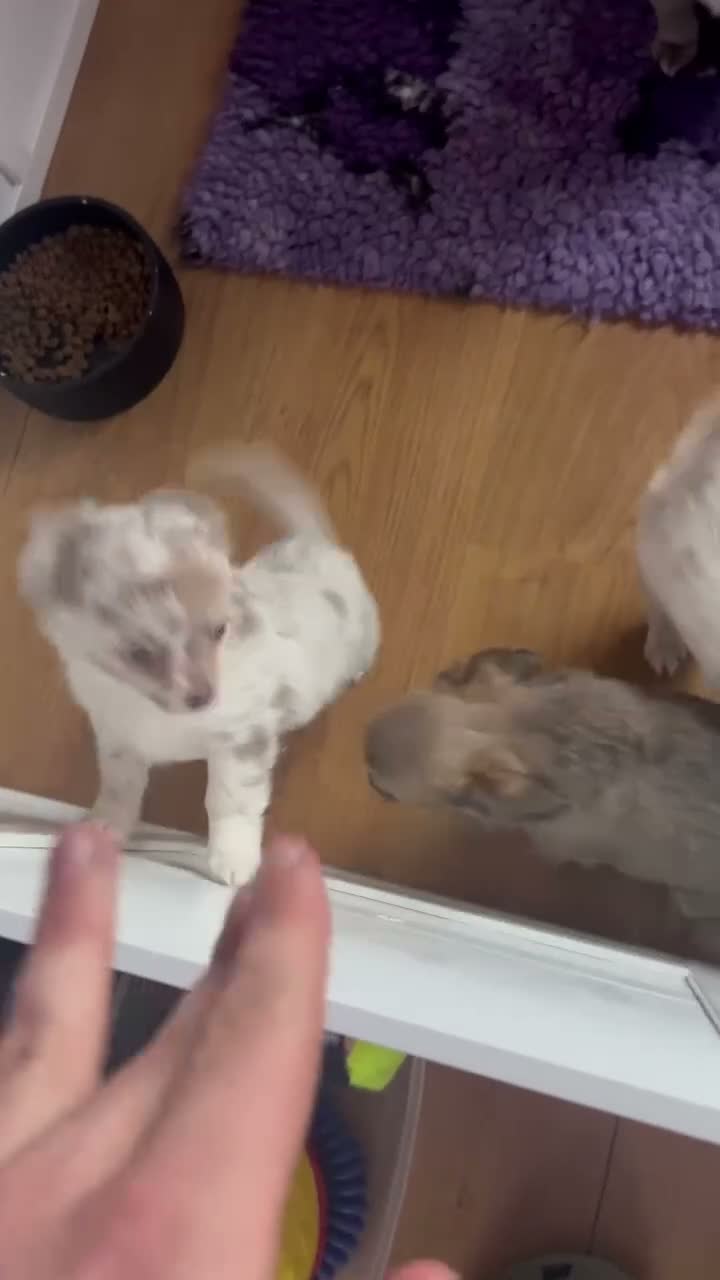 Chihuahua dogs for sale: Gorgeous Chihuahua Puppies in Leven - Video 1