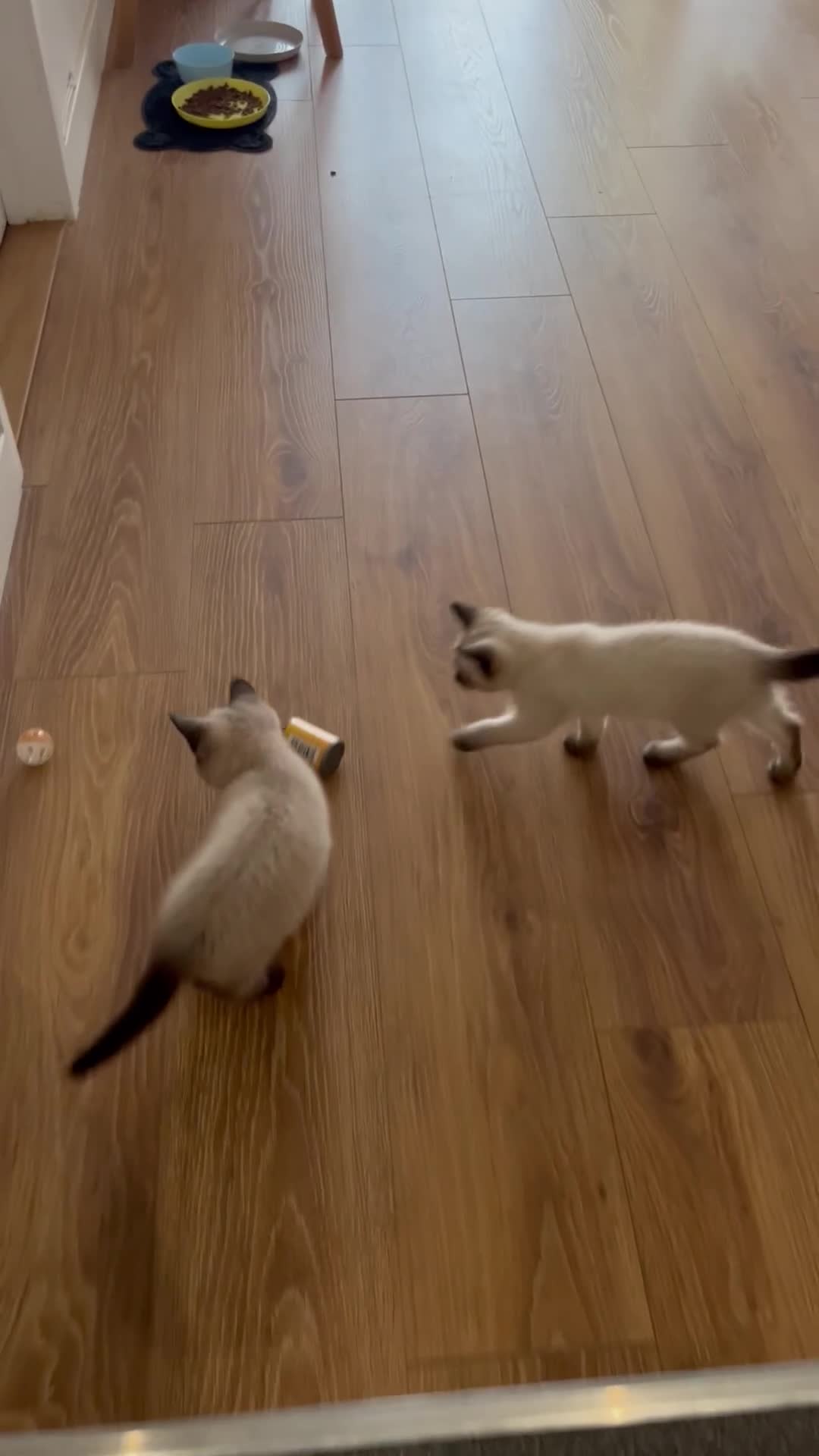 Siamese cats for sale: 2 Beautiful Siamese Kittens 🐱❤️ - Video 3