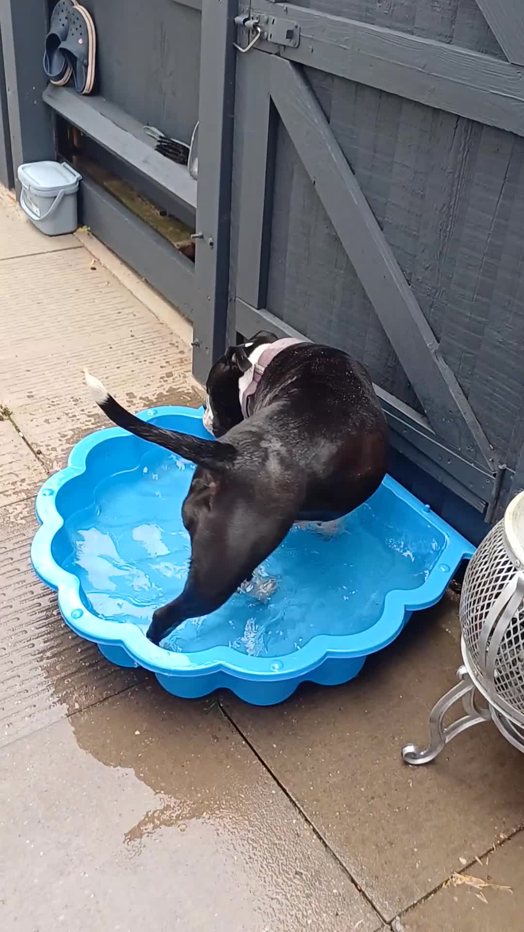 Dorset Olde Tyme Bulldogge dogs for sale: Olde tyme bulldog  - Video 2