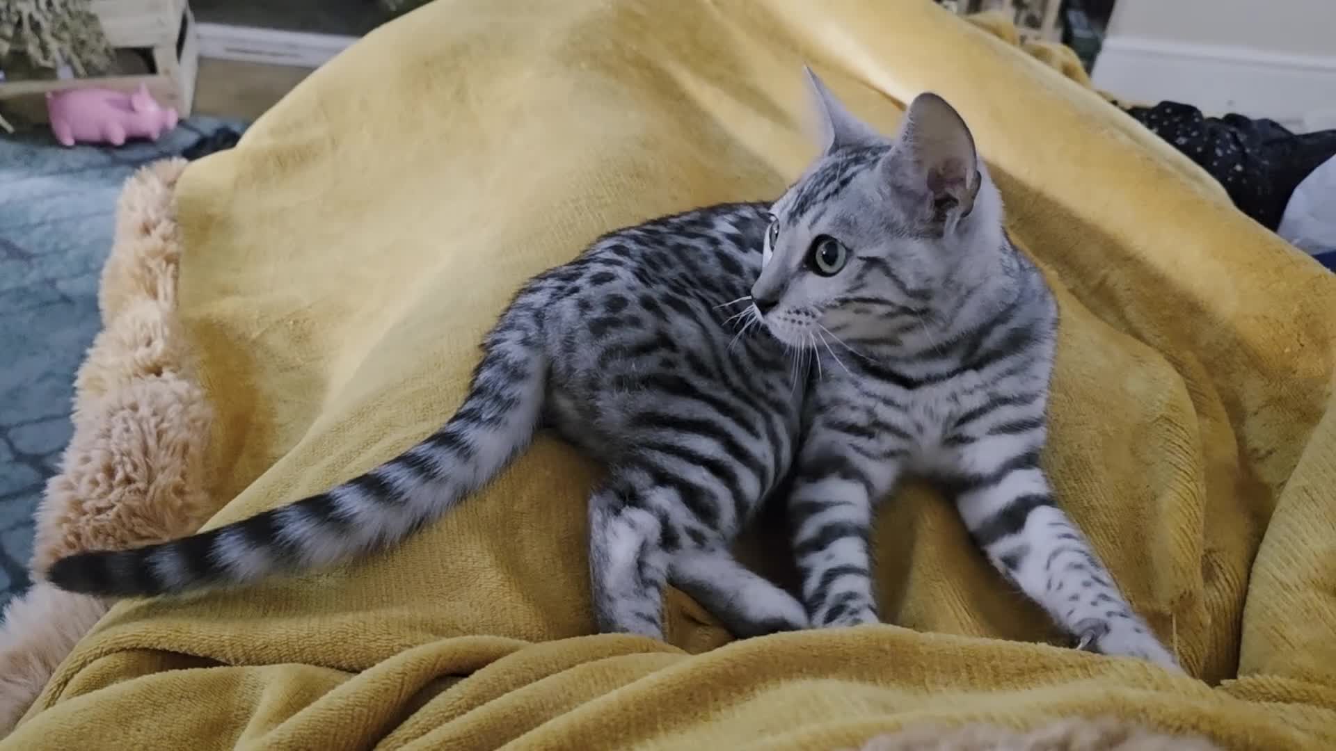 Bengal cats for sale: Female bengal  in Frizington - Video 1