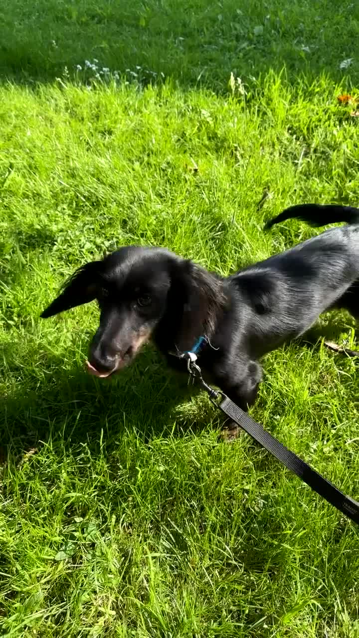 Mixed Breed dogs for sale: Lenny & Lulu - Video 2