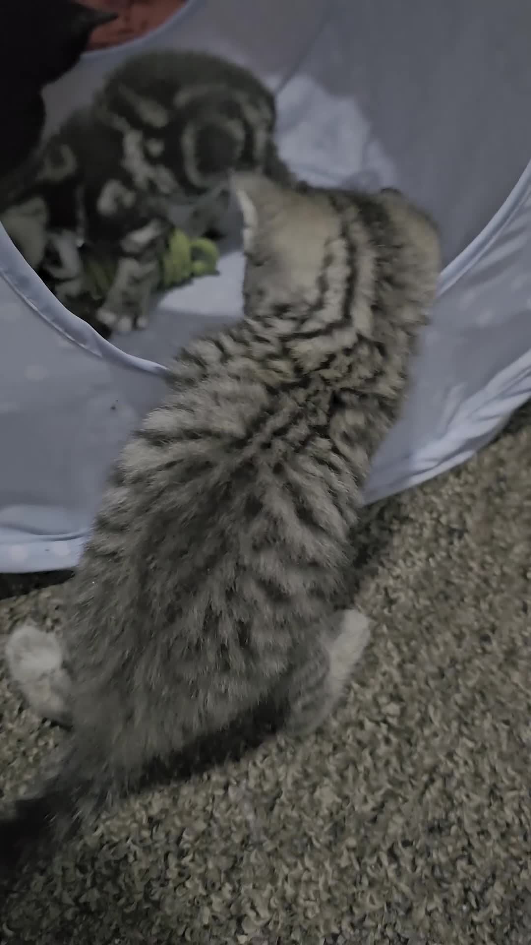 Bengal cats for sale: Bengala - Video 2