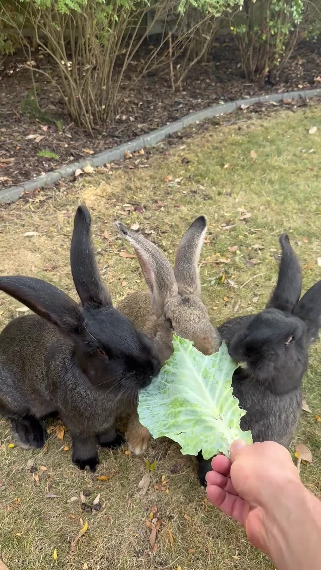 Continental Giant rabbits for sale: 13 Week Old Buck Continental Giants (2 left) - Video 1