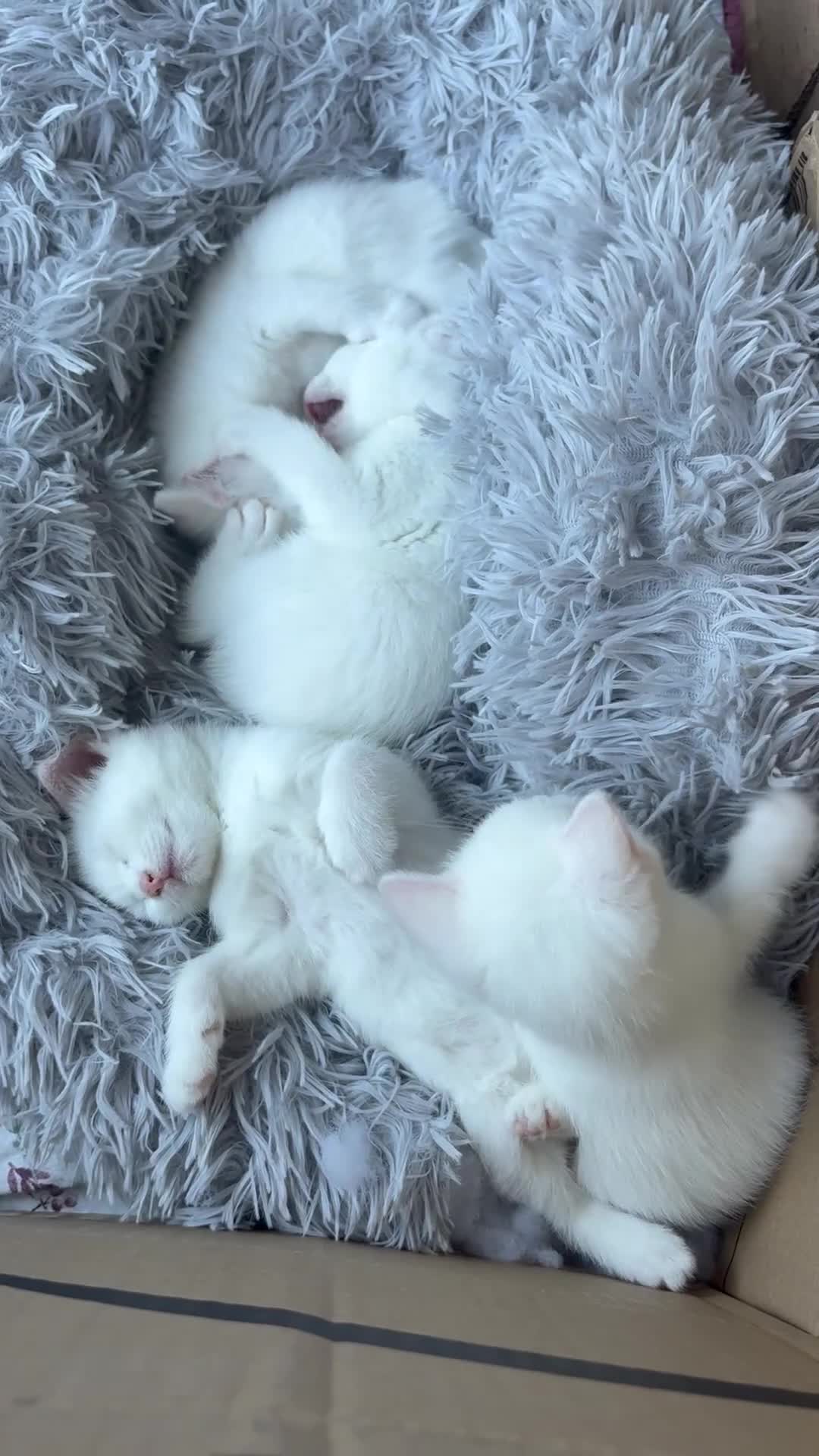 Mixed Breed cats for sale: White kittens  - Video 1