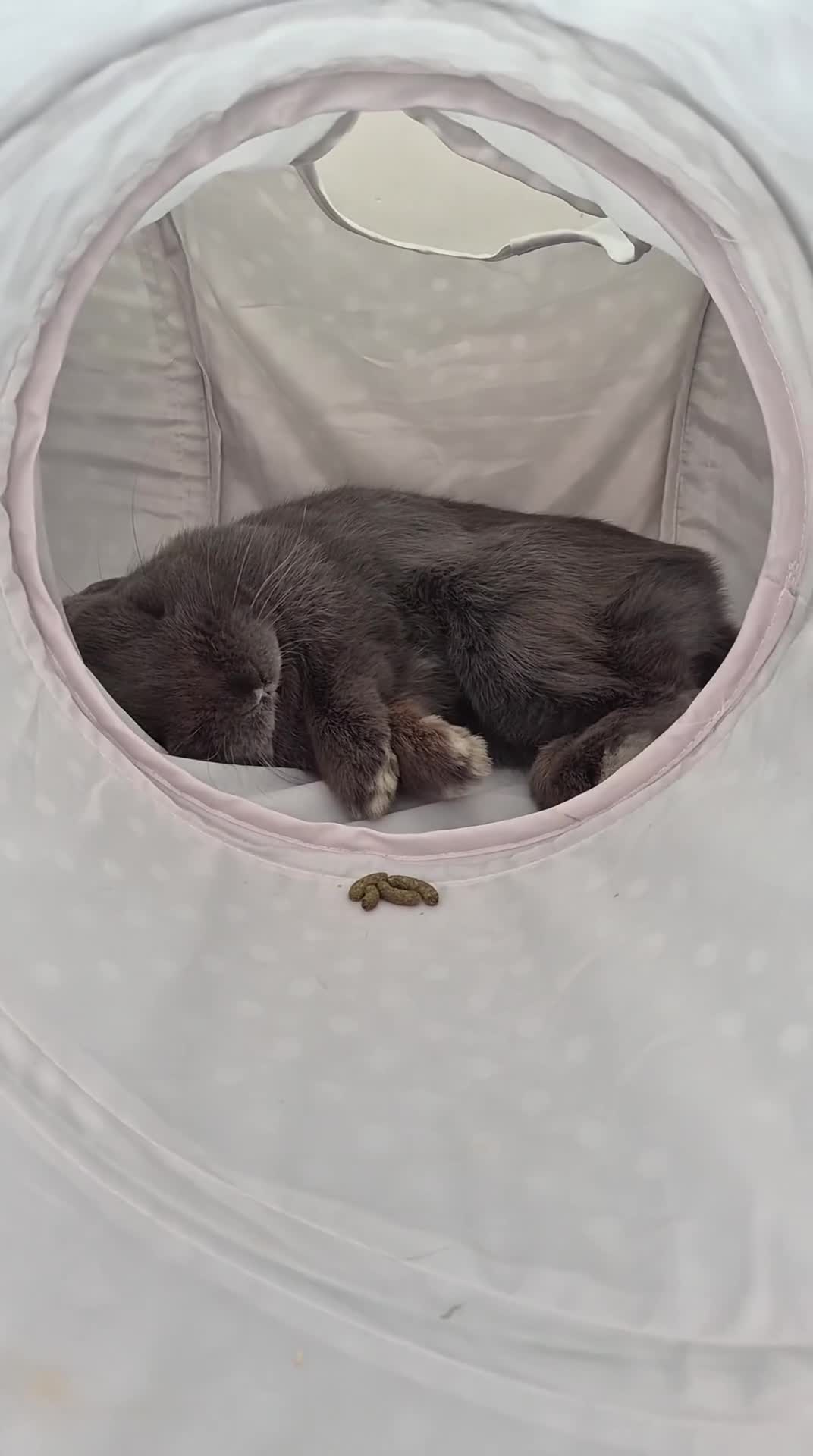 Mini Lop rabbits for sale: Beautiful grey mini lop needs a loving home in Billericay - Video 1