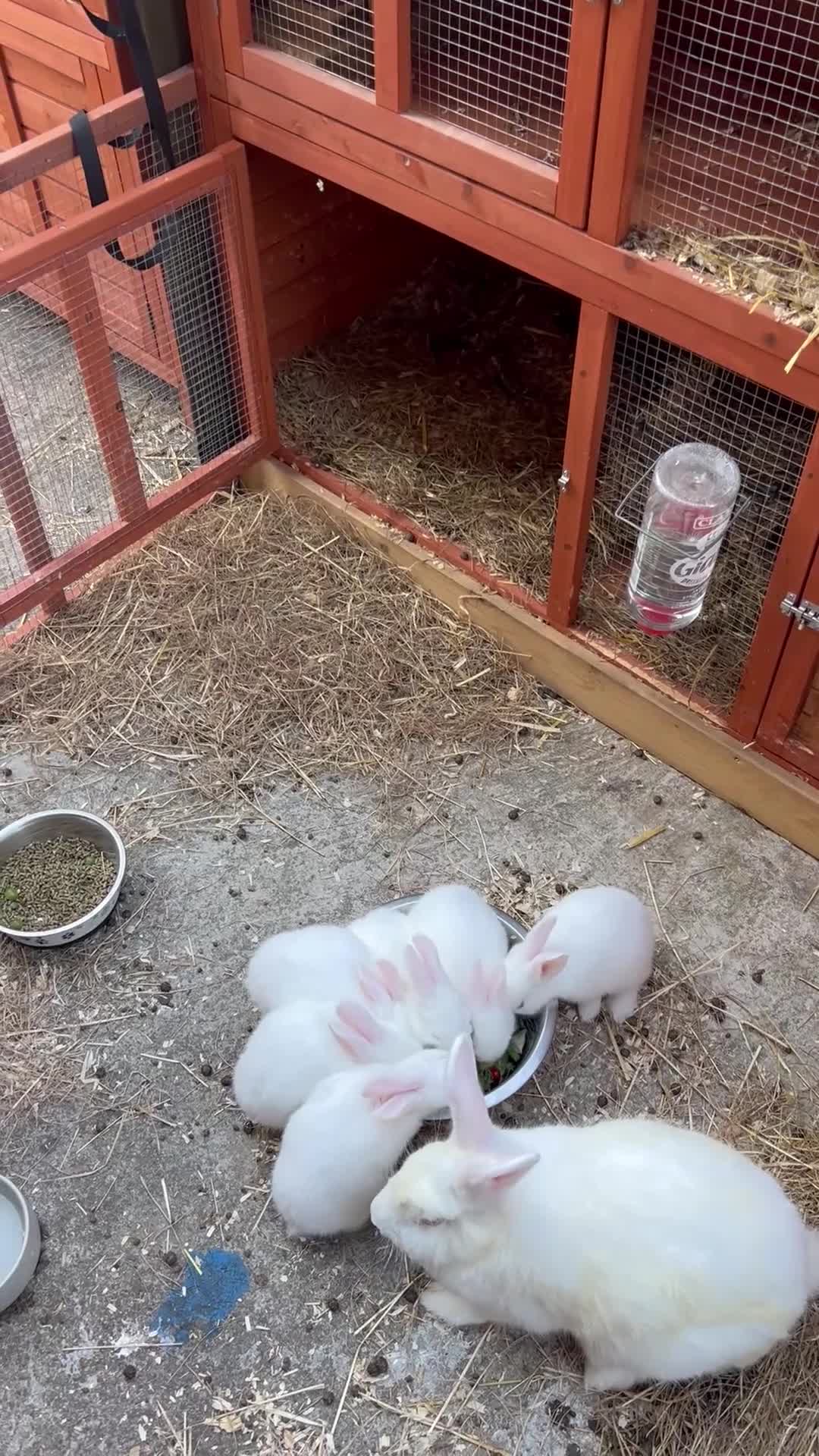 New Zealand rabbits for sale: New zealand white Baby rabbits 5weeksold  for sale - Video 4