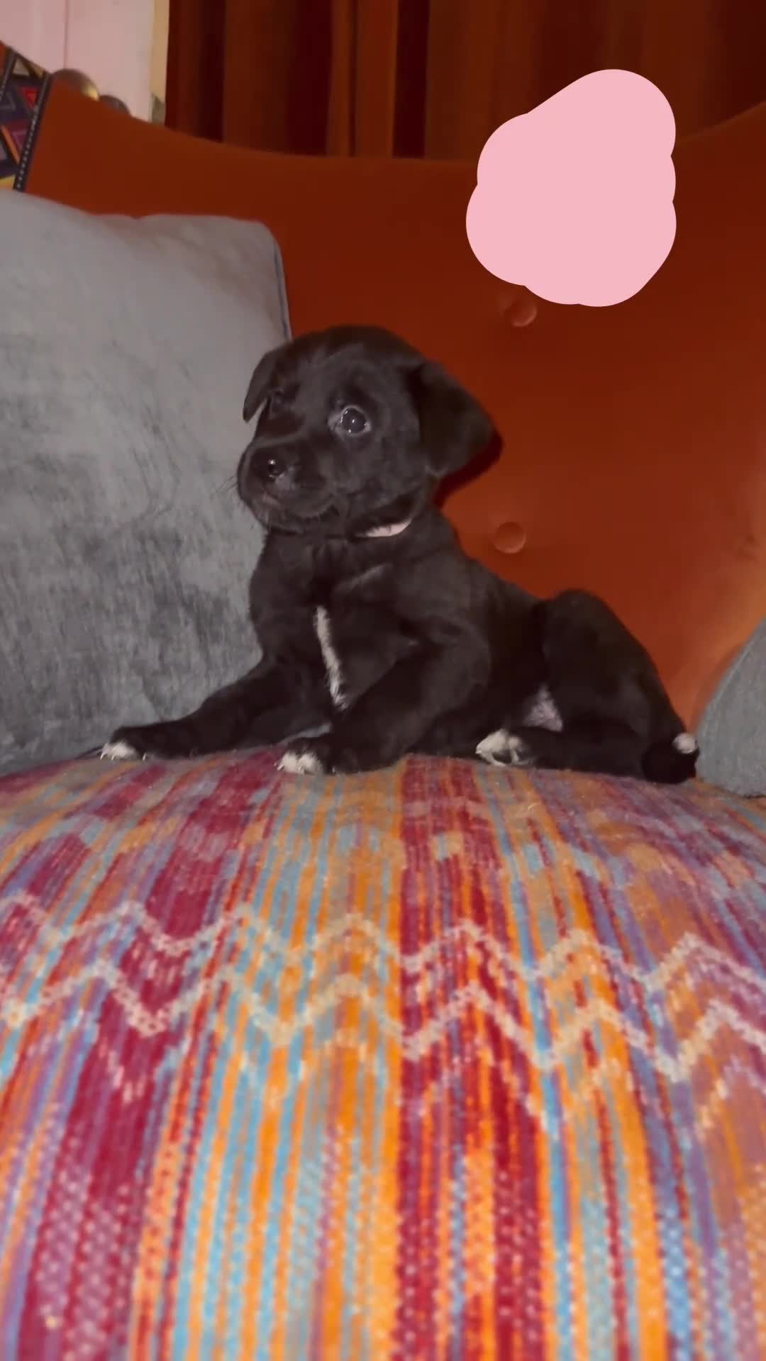 Mixed Breed dogs for sale: Labrakita - Video 3