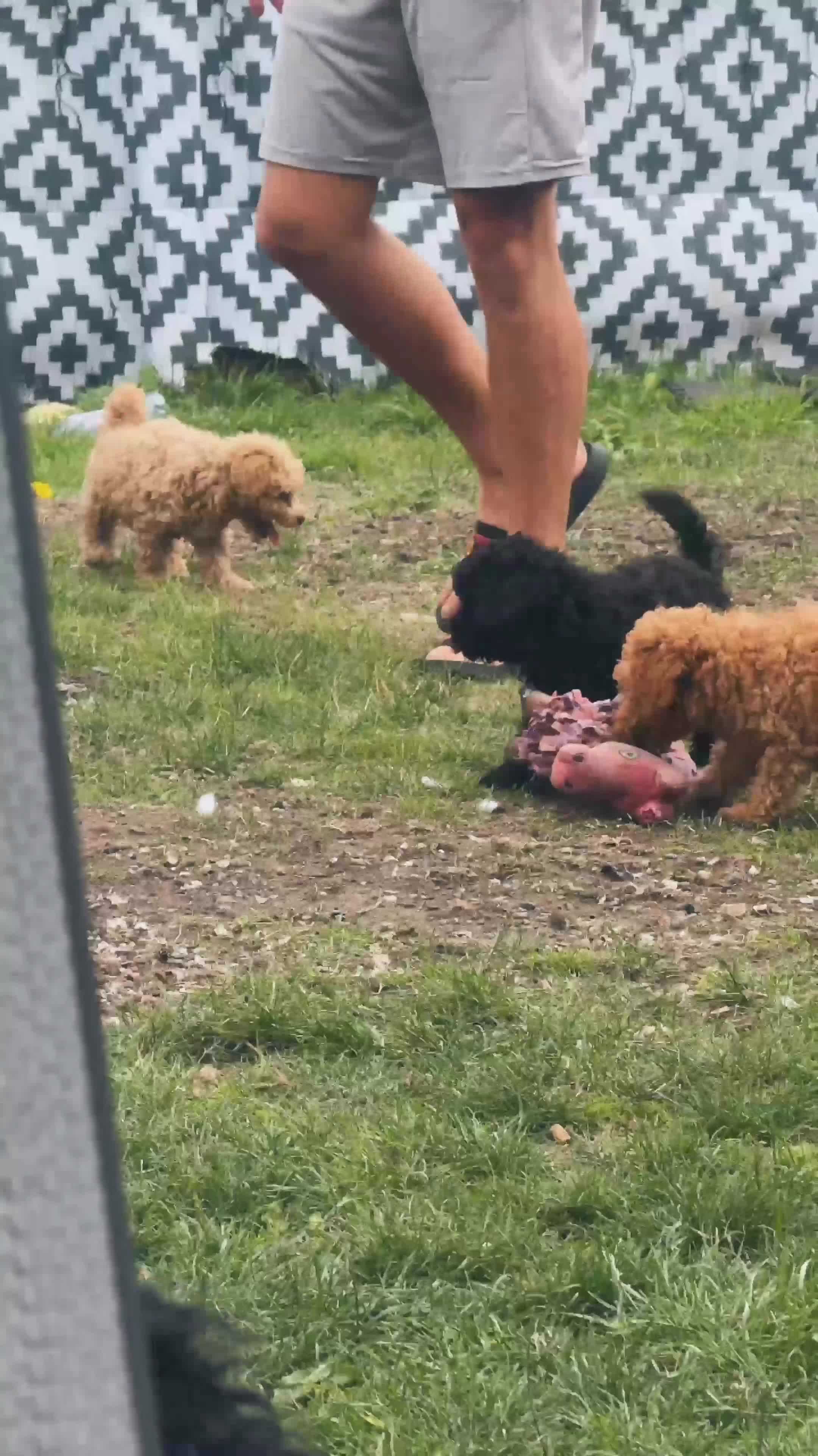 Toy Poodle dogs for sale: Beautiful Toy Poodle Puppies❤️🐾🐩 - Video 1