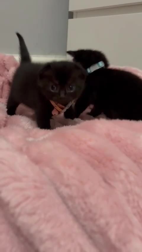 Scottish Fold cats for sale: 2 Black Scottish fold kittens  - Video 3