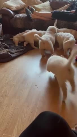 Golden Retriever dogs for stud: A proven gorgeous Golden Retriever for stud in Haywards Heath - Video 3