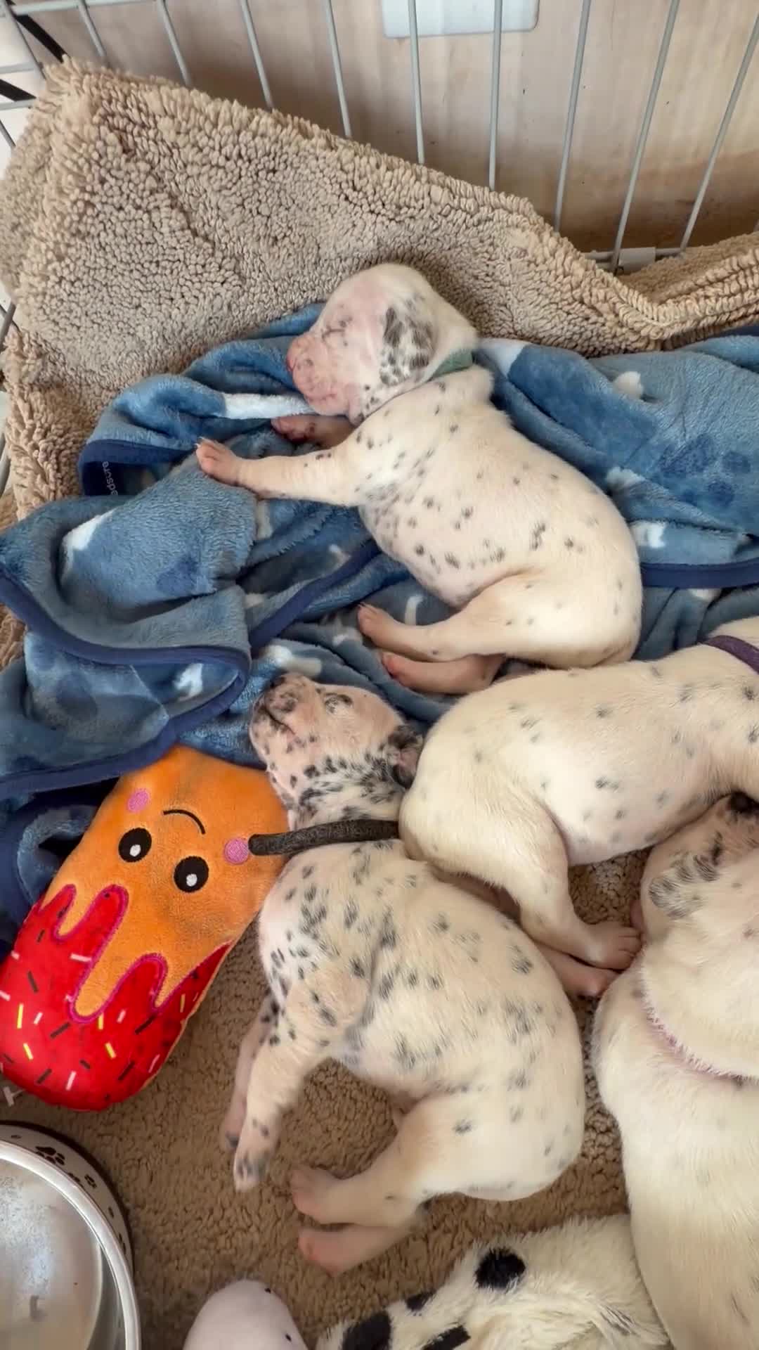 Dalmatian dogs for sale: 🐾🏆Dalmatian puppies🏆🐾 - Video 1