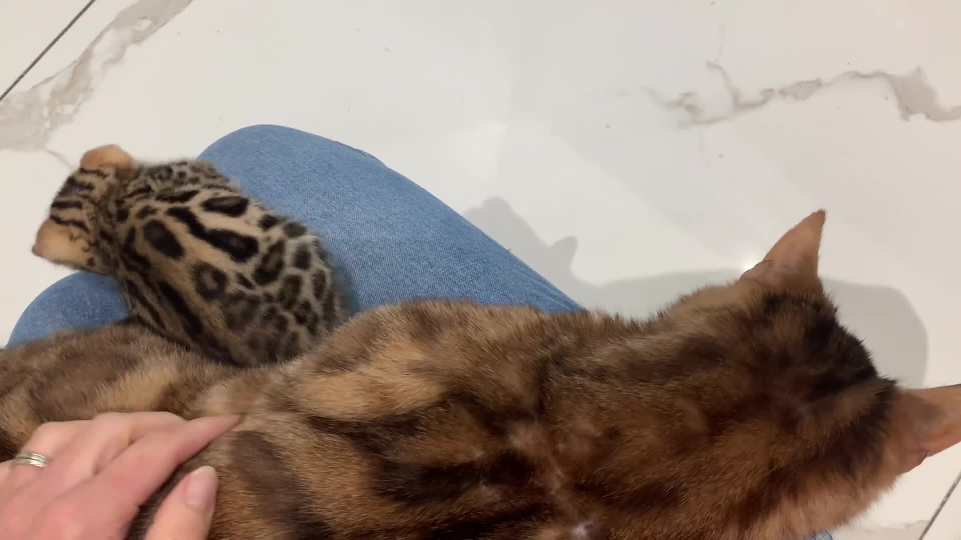 Bengal cats for sale: Stunning Bengal Boy  - Video 1