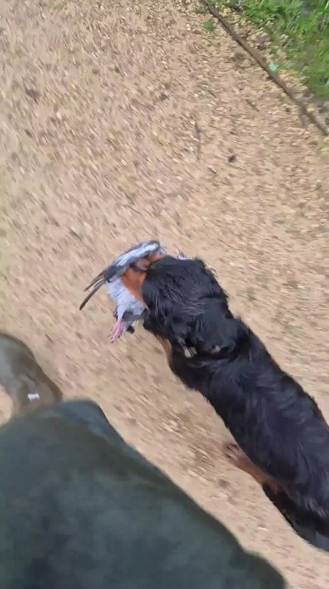 Cocker Spaniel dogs for stud: Working cocker spaniel for stud - Video 2