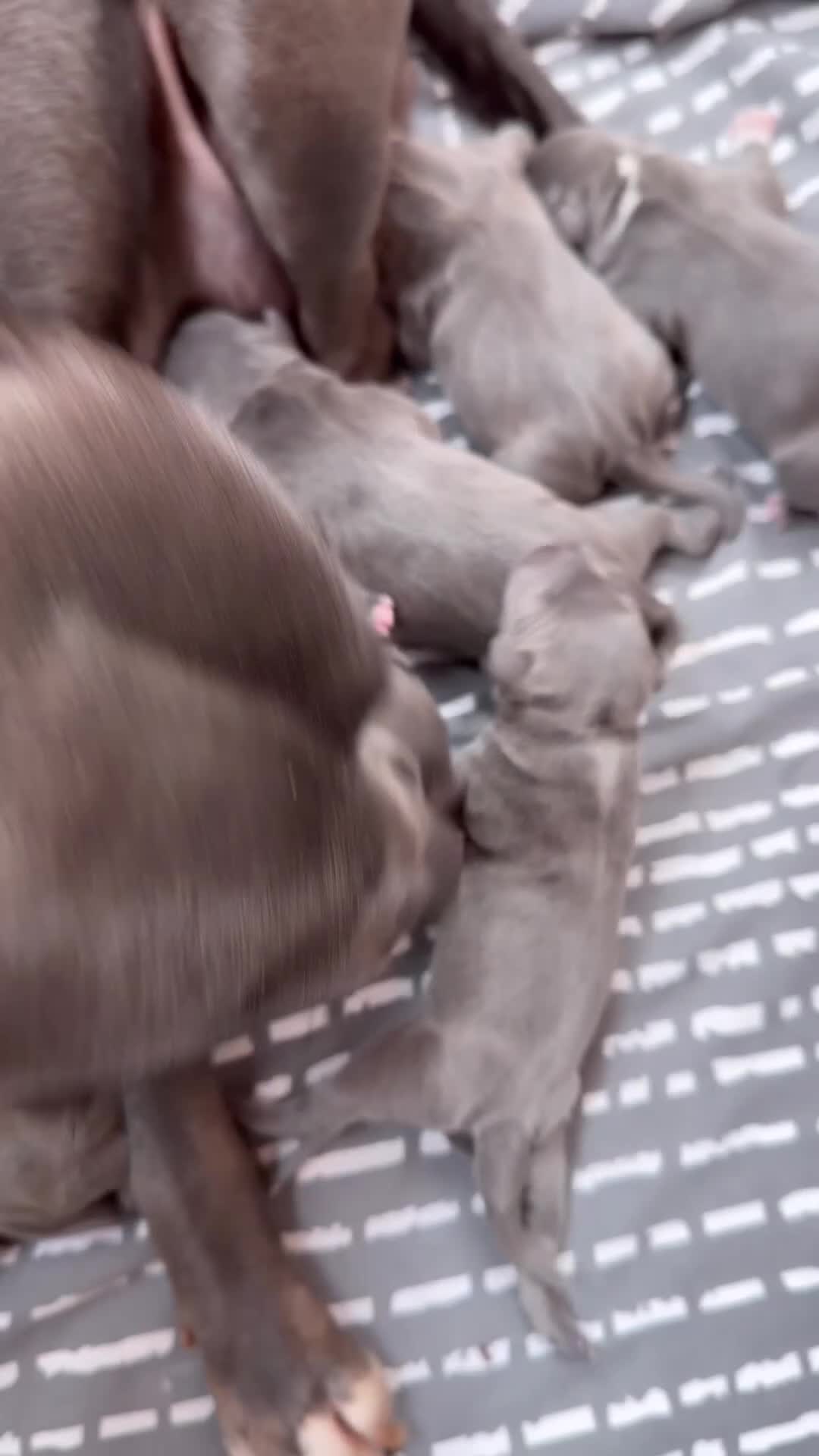 Staffordshire Bull Terrier dogs for sale: Outstanding KC registered Staffy pups blue 💕💙 - Video 1
