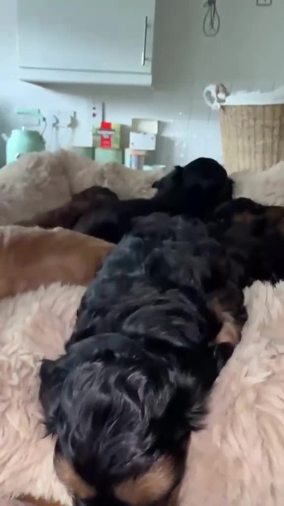 Cockapoo dogs for sale: 5 Gorgeous F2 cockapoos  - Video 4