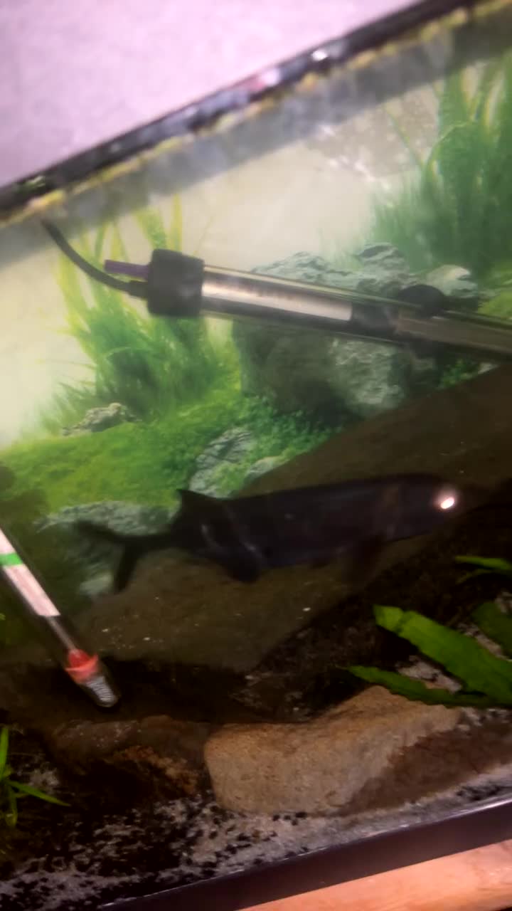 Other/Mixed Breed fish for sale: Long-nose elephant fish - Video 1
