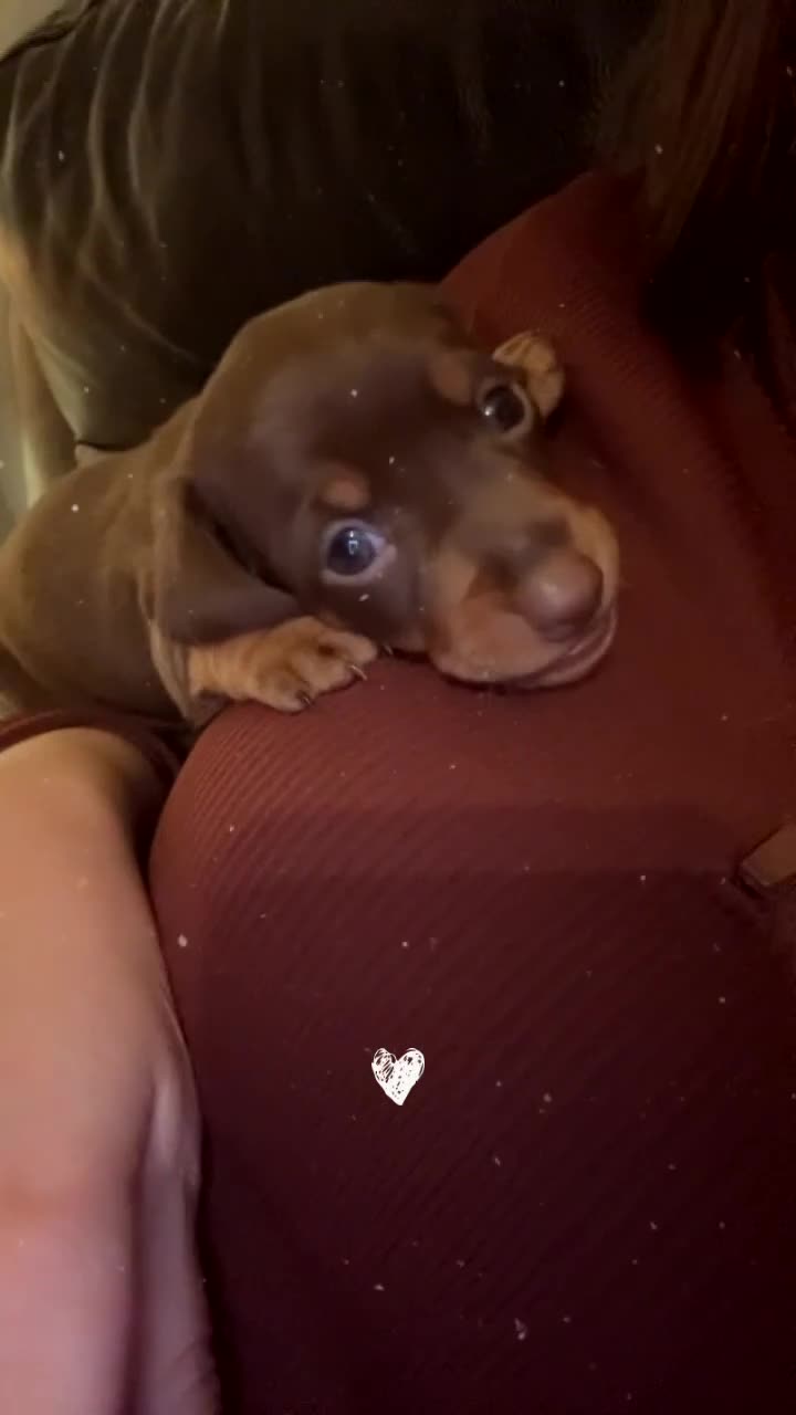 Miniature Dachshund dogs for sale: Miniature dachshund - Video 4