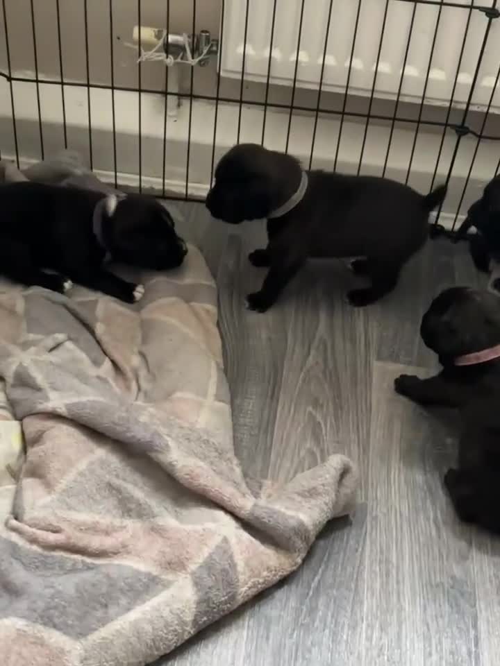 Staffordshire Bull Terrier dogs for sale: Staffordshire bull terrier puppies  - Video 1