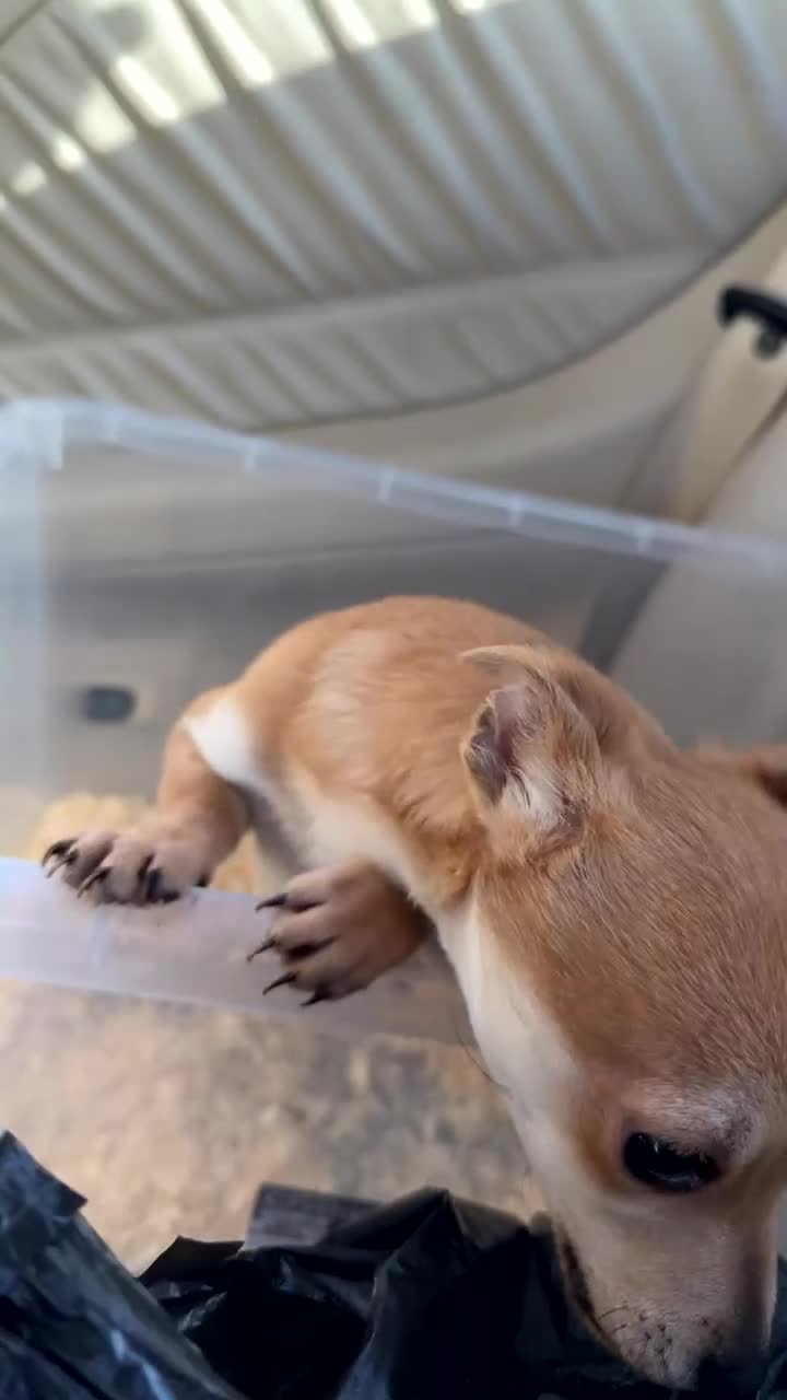 Mixed Breed dogs for sale: Small Chihuahua mixed - Video 1