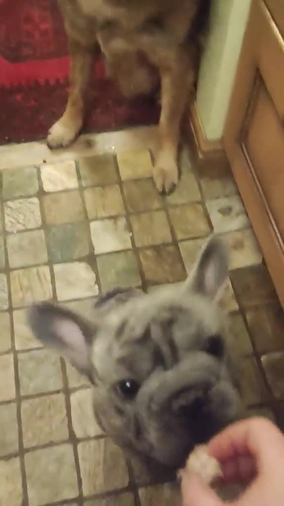 French Bulldog dogs for adoption: Super friendly Lola for adoption  - Video 5