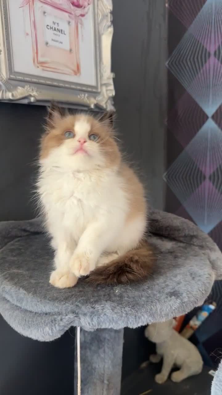 Ragdoll cats for sale: Tortie flame mink sepia cherubim tica females  - Video 1