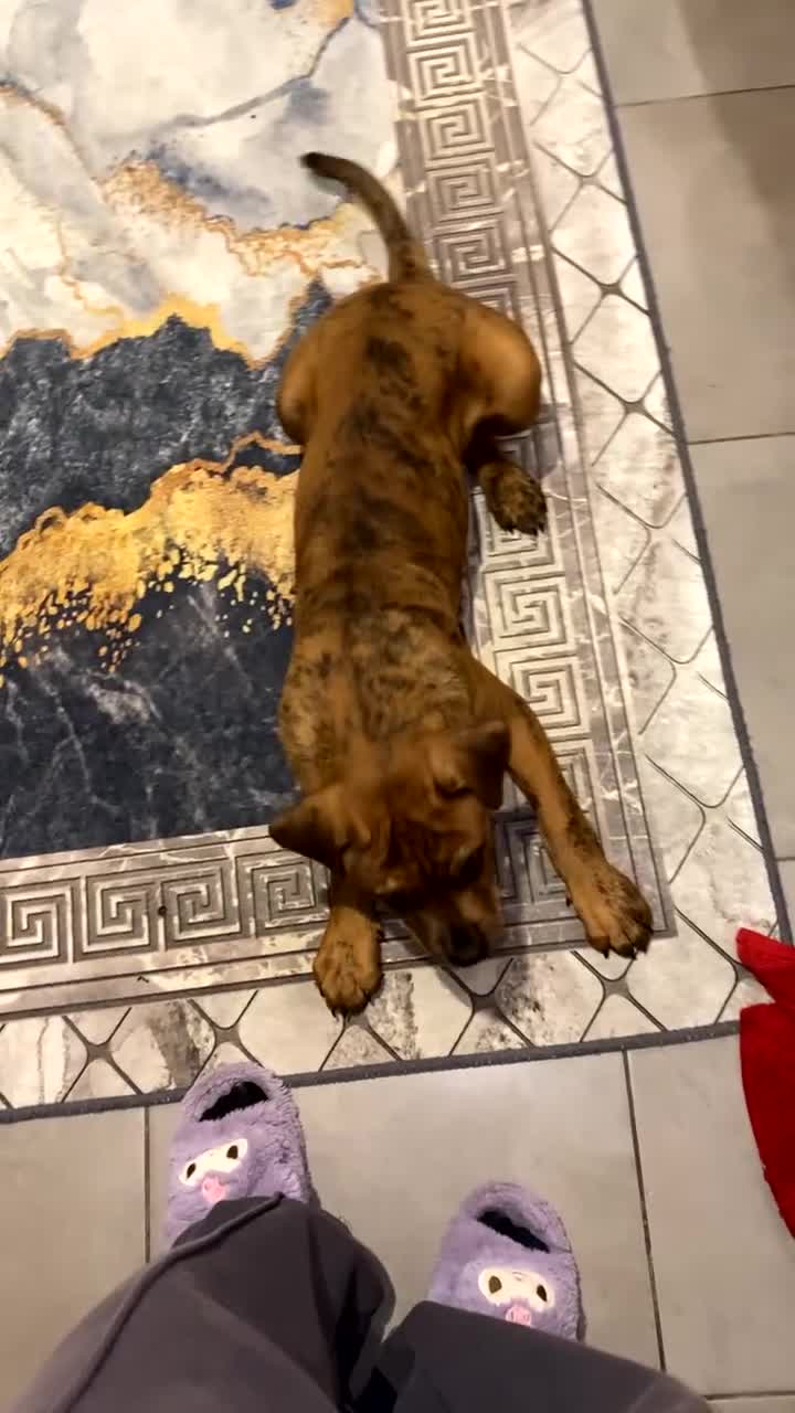 Mixed Breed dogs for sale: Katsu - Video 2