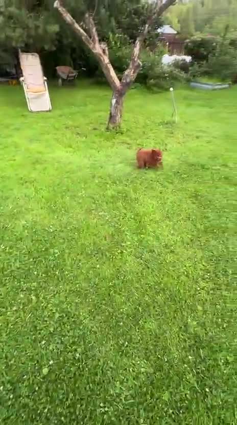 Toy Poodle dogs for sale: Asian toy poodle  - Video 1