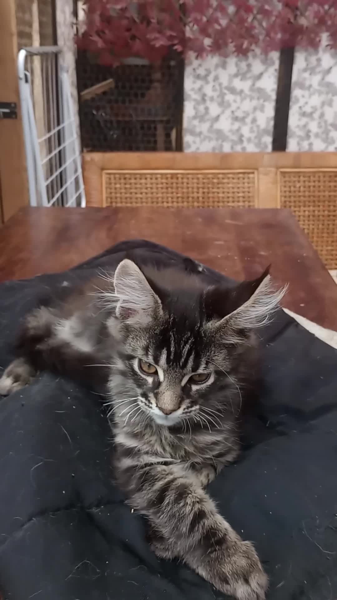Maine Coon cats for sale: Maine coon purebred pedigre xl in Barnsley - Video 4