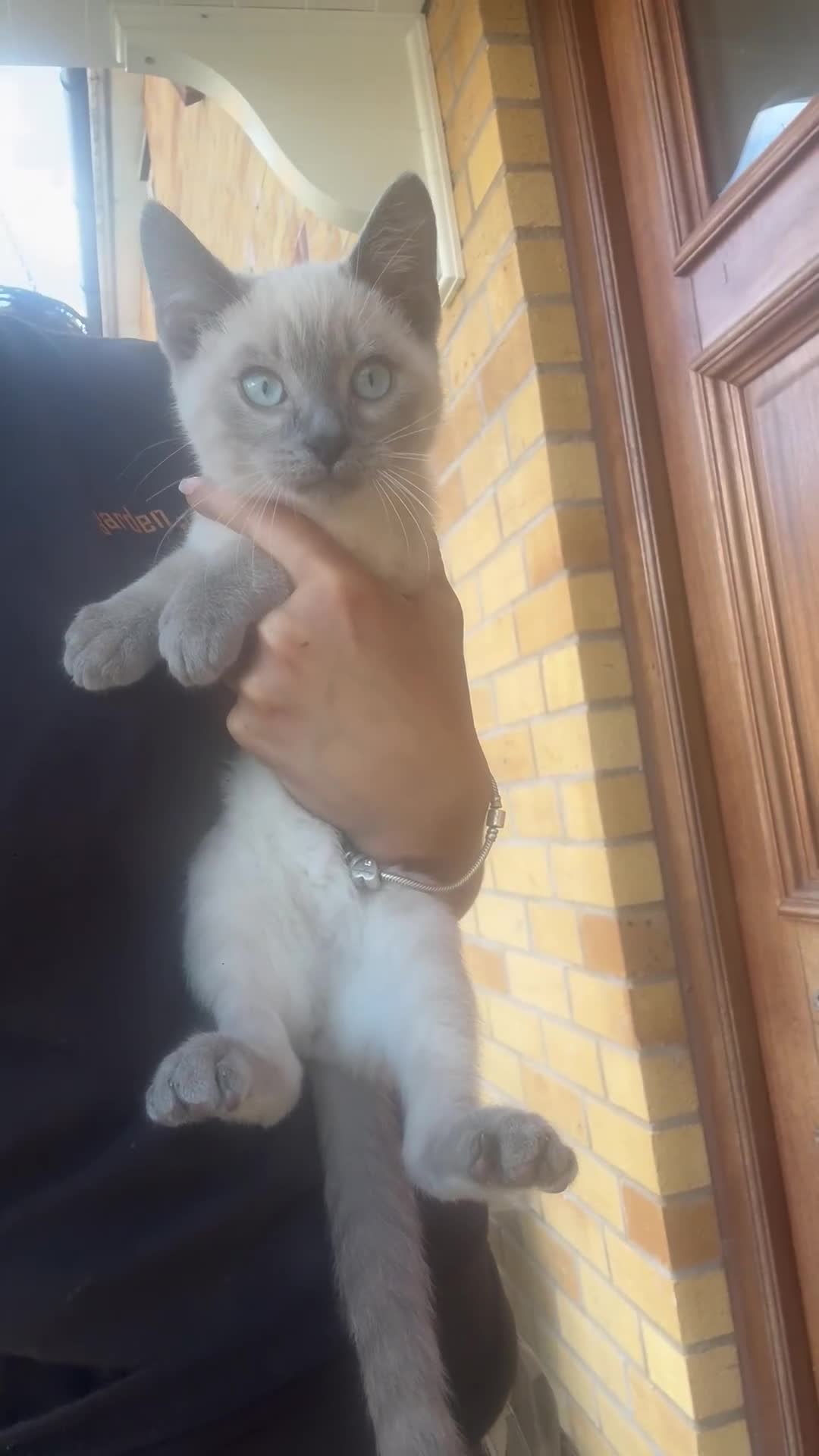Bengal cats for sale: Beautiful Bengal x British short hair kittens! - Video 1