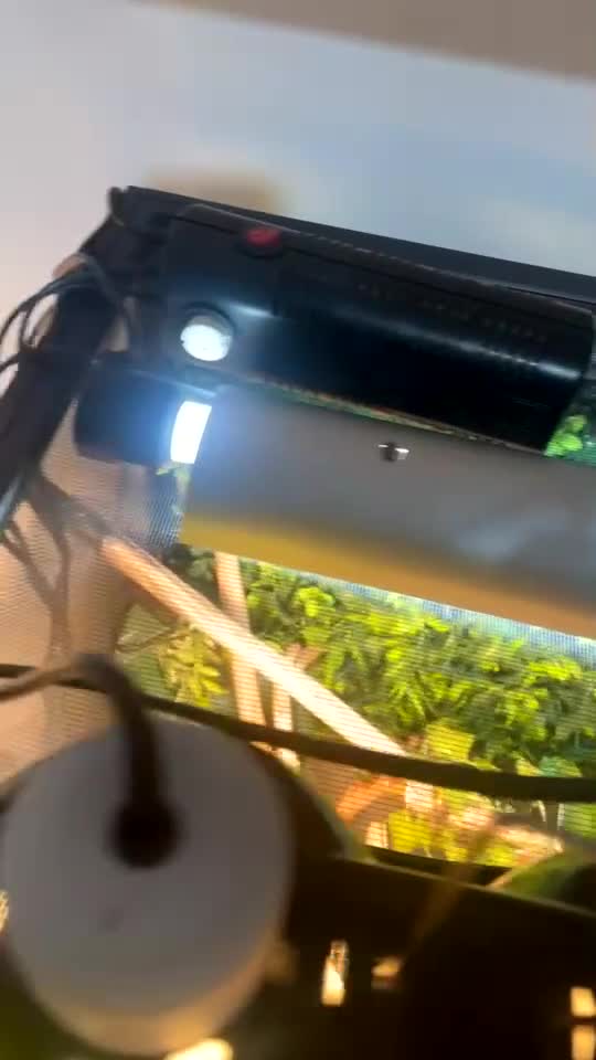 Chameleon reptiles for sale: Veiled chameleon with full set up - Video 1