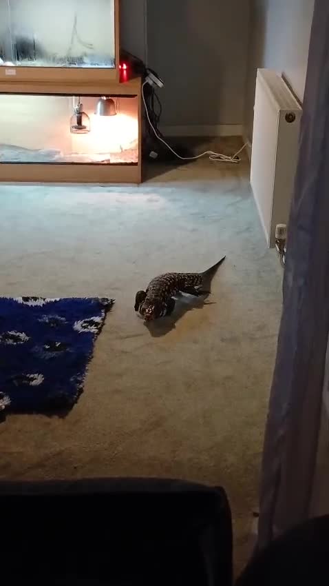 Monitor reptiles for sale: Tegu  - Video 1