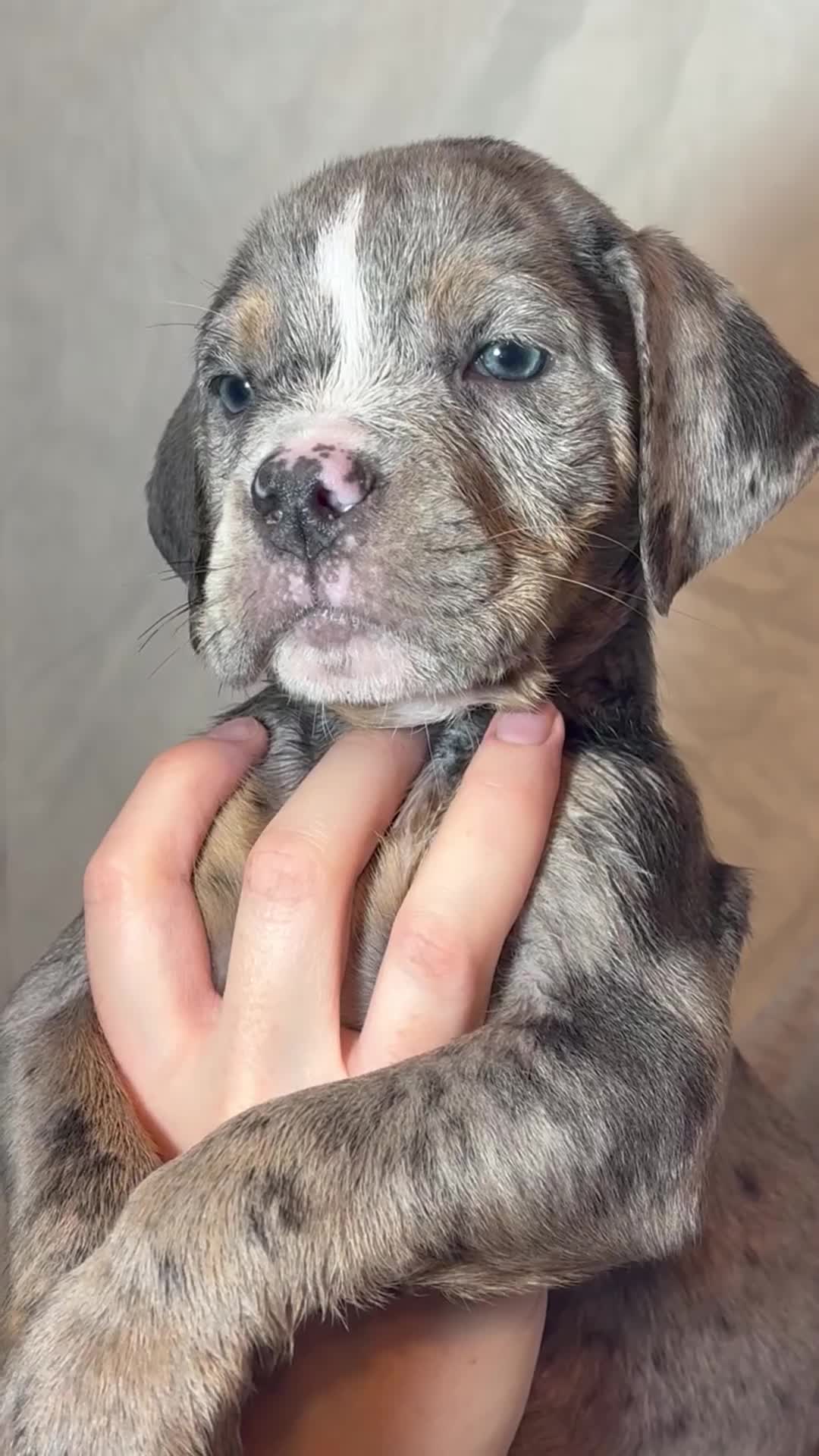 Olde English Bulldogge dogs for sale: 8 week old Olde English Bulldogges  - Video 3