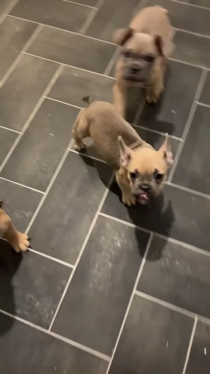 French Bulldog dogs for sale: French bulldog puppy - Video 1