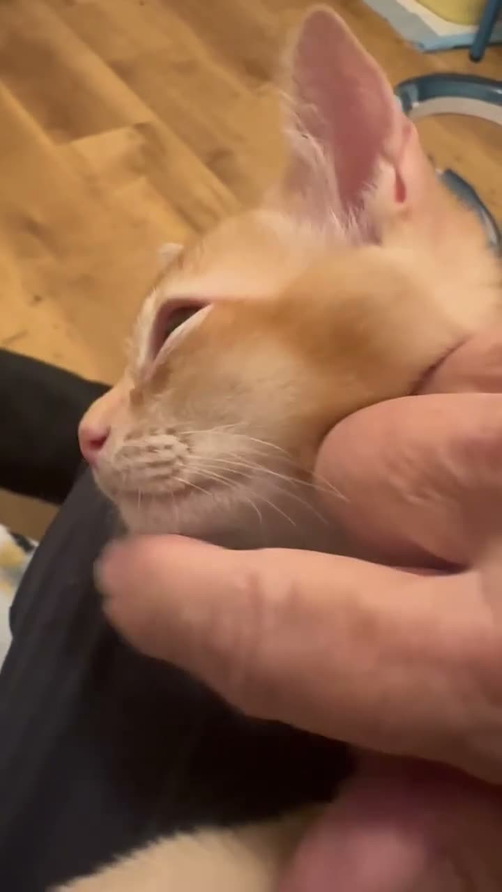 Burmese cats for sale: Cuddly Cream boy & Two beautiful Black Torties - Video 1