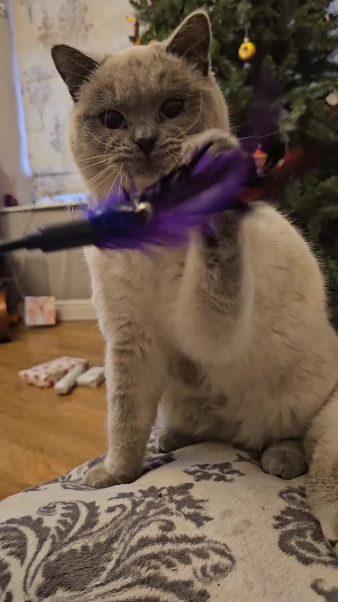 British Shorthair cats for sale: Colourpoint British Shorthair Blue lilac - Video 1